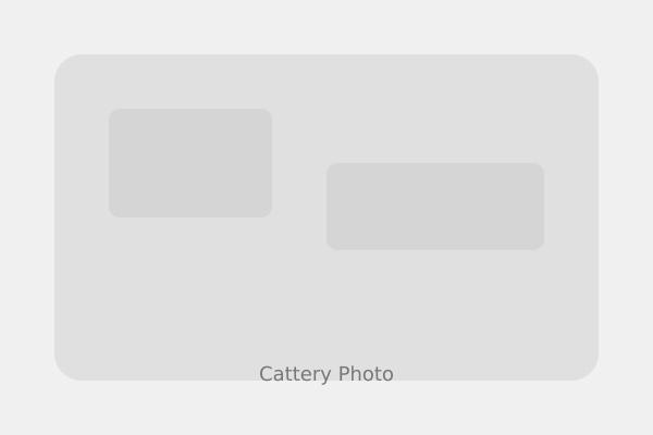 Diamond Extasy Bengal cattery - Our breeding facility in Slovakia with silver Bengal cats