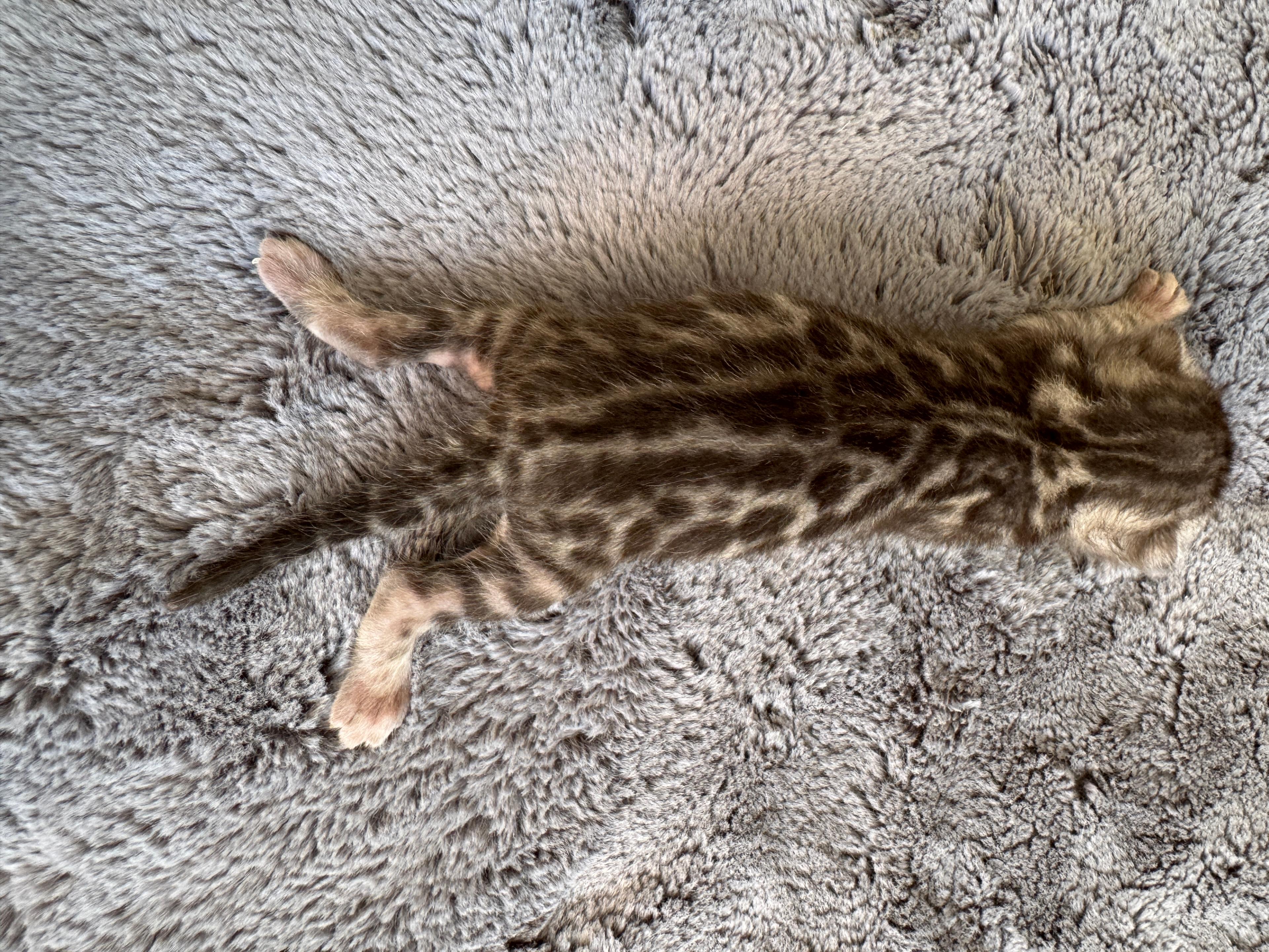 Caesar, a Silver (Black) Spotted Tabby Bengal male kitten. Born Jun 12, 2025. Status: Available. Expected to move to Slovakia. - Photo 2