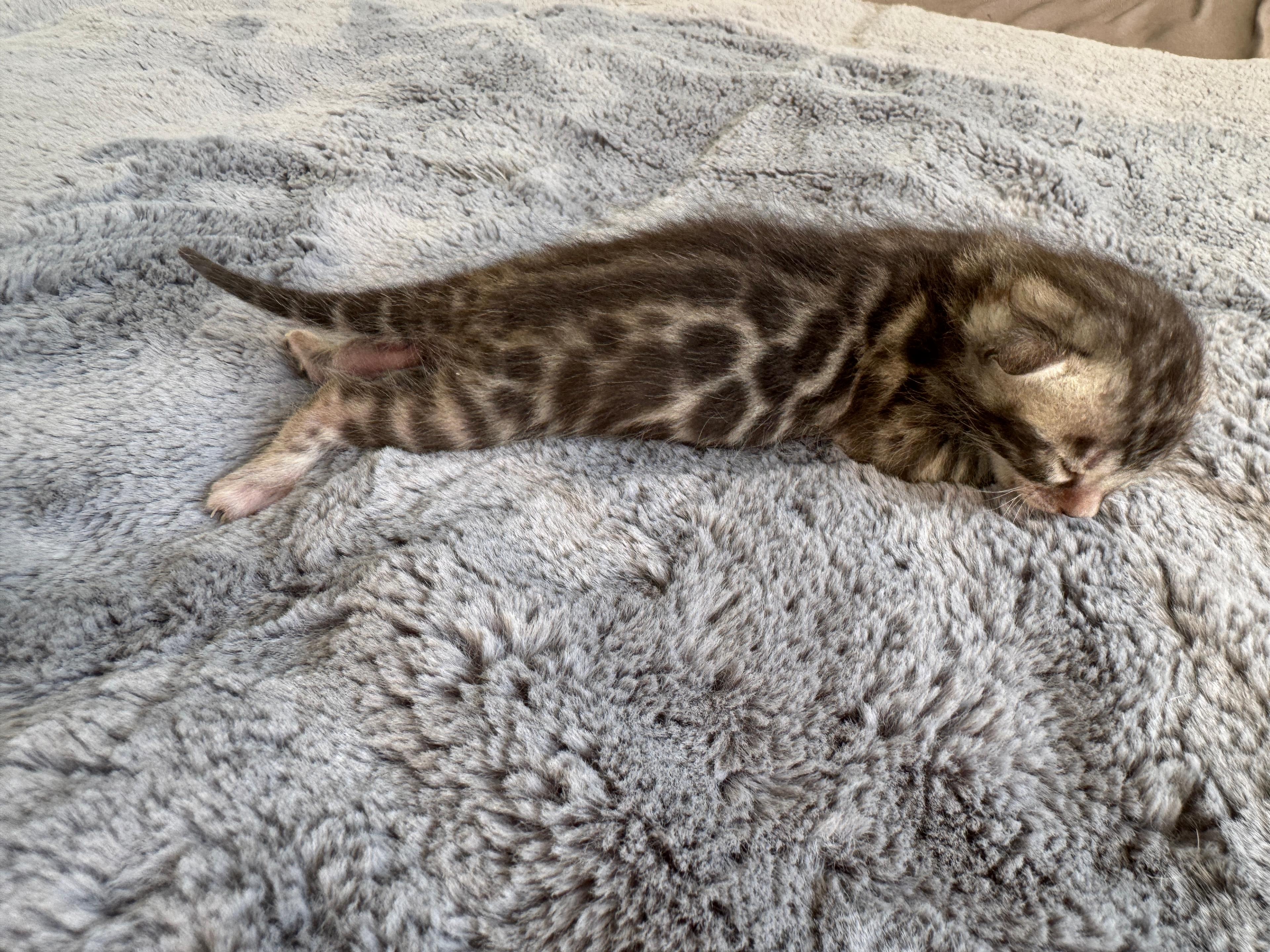 Caesar, a Silver (Black) Spotted Tabby Bengal male kitten. Born Jun 12, 2025. Status: Available. Expected to move to Slovakia. - Photo 3