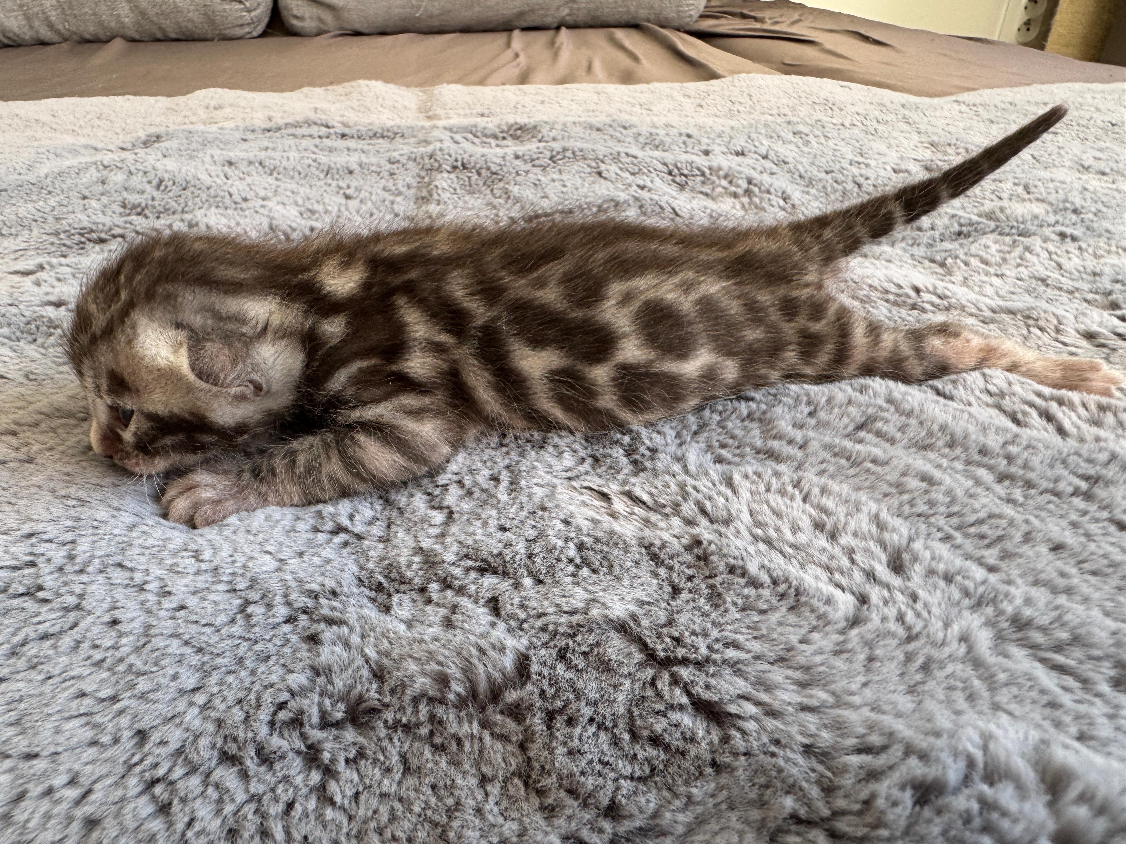 Caesar, a Silver (Black) Spotted Tabby Bengal male kitten. Born Jun 12, 2025. Status: Available. Expected to move to Slovakia. - Photo 4