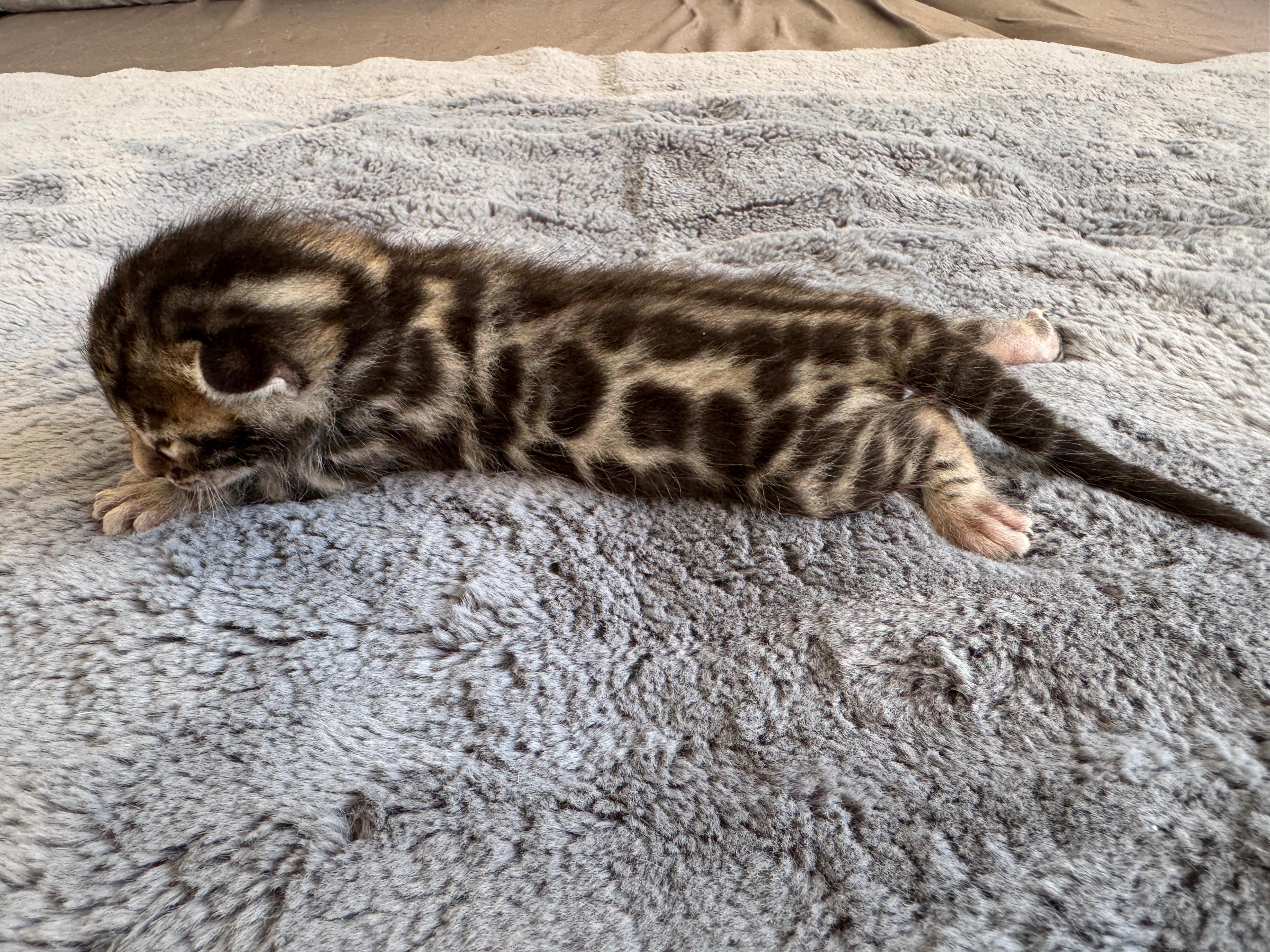 Cait, a Brown (Black) Spotted Tabby Bengal female kitten. Born Jun 12, 2025. Status: Sold. Expected to move to Slovakia. - Photo 4