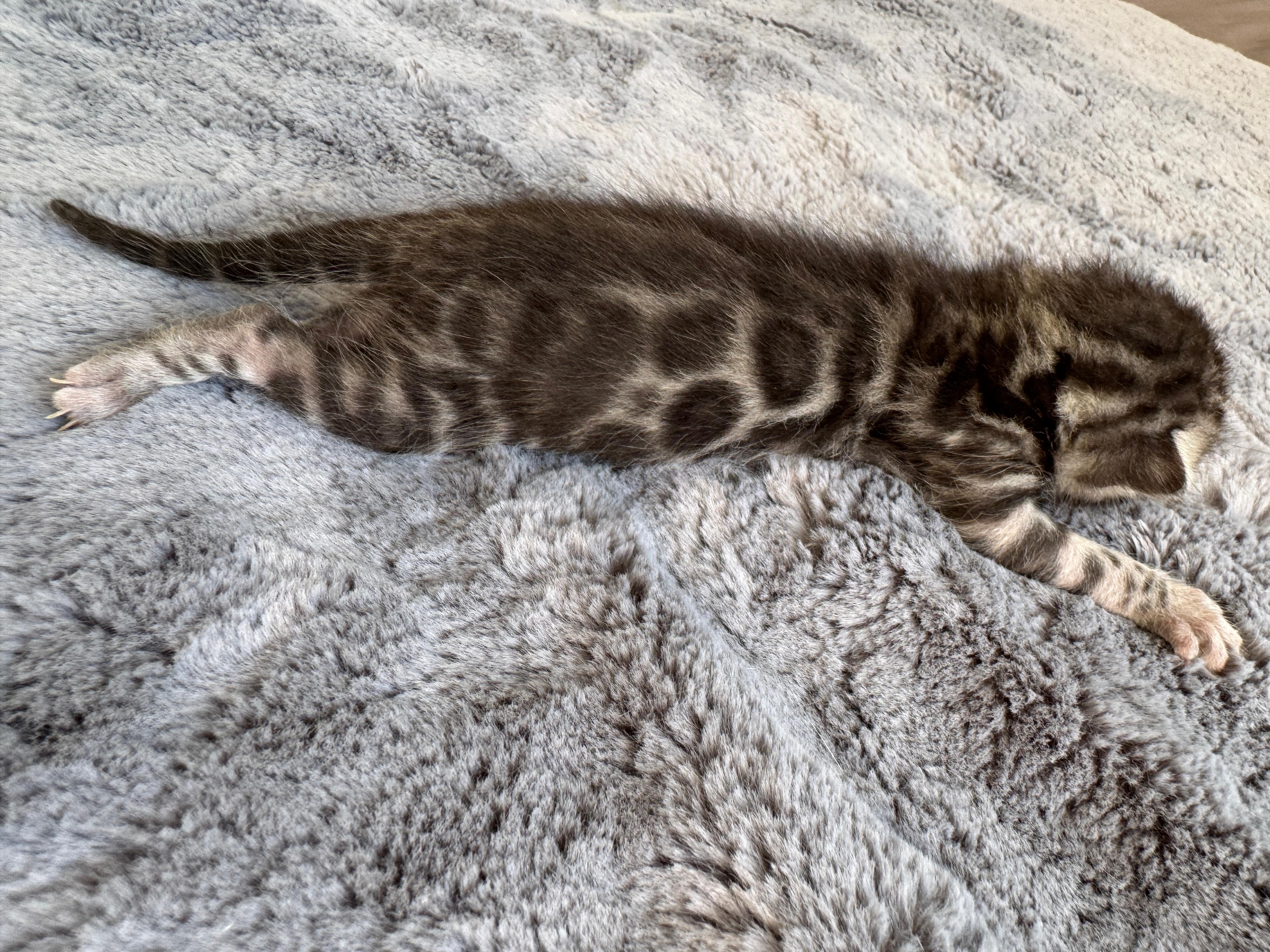 Caracalla, a Silver (Black) Spotted Tabby Bengal male kitten. Born 12. 6. 2025. Status: Opcia. Expected to move to Germany. - Photo 1