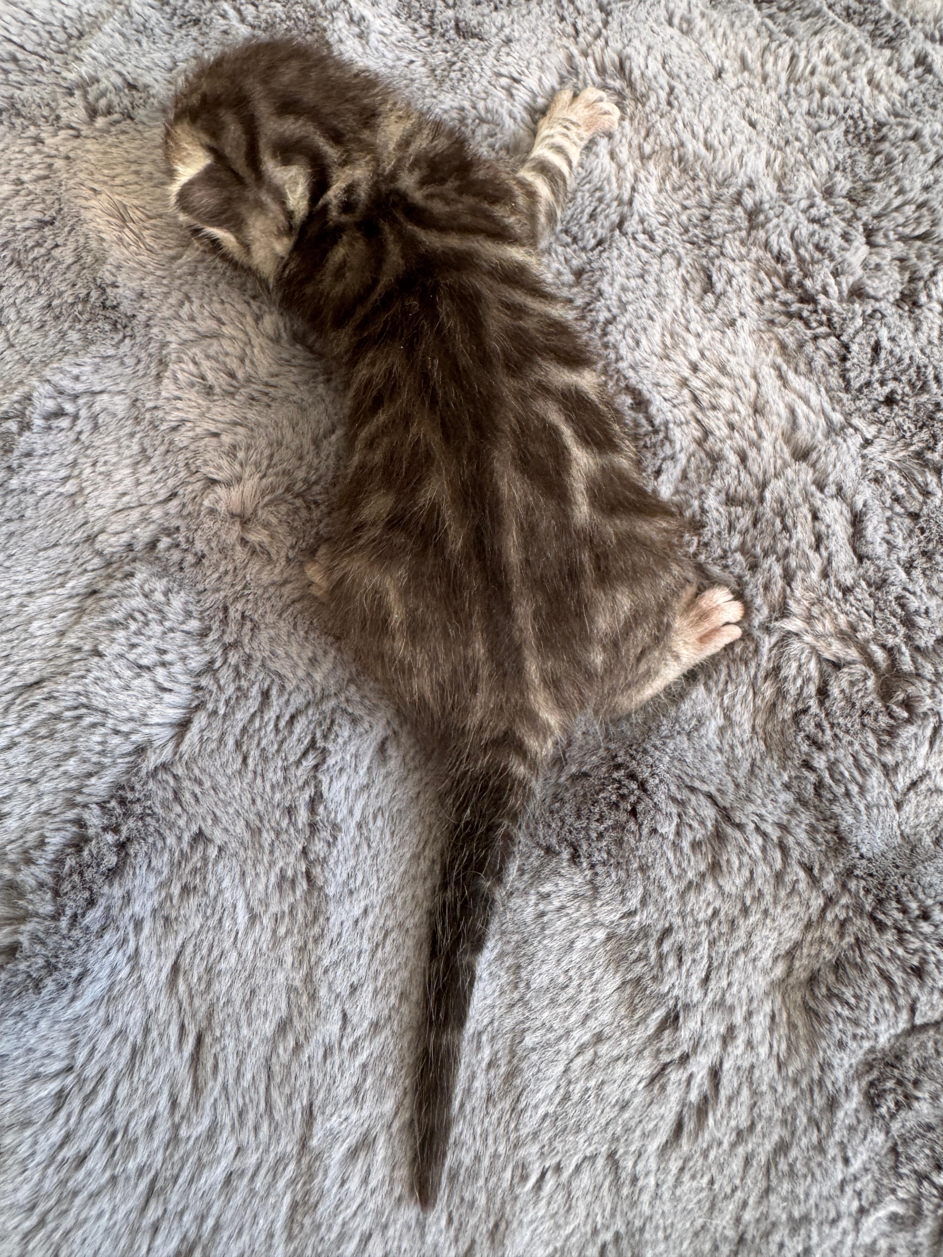 Caracalla, a Silver (Black) Spotted Tabby Bengal male kitten. Born 12. 6. 2025. Status: Opcia. Expected to move to Germany. - Photo 2
