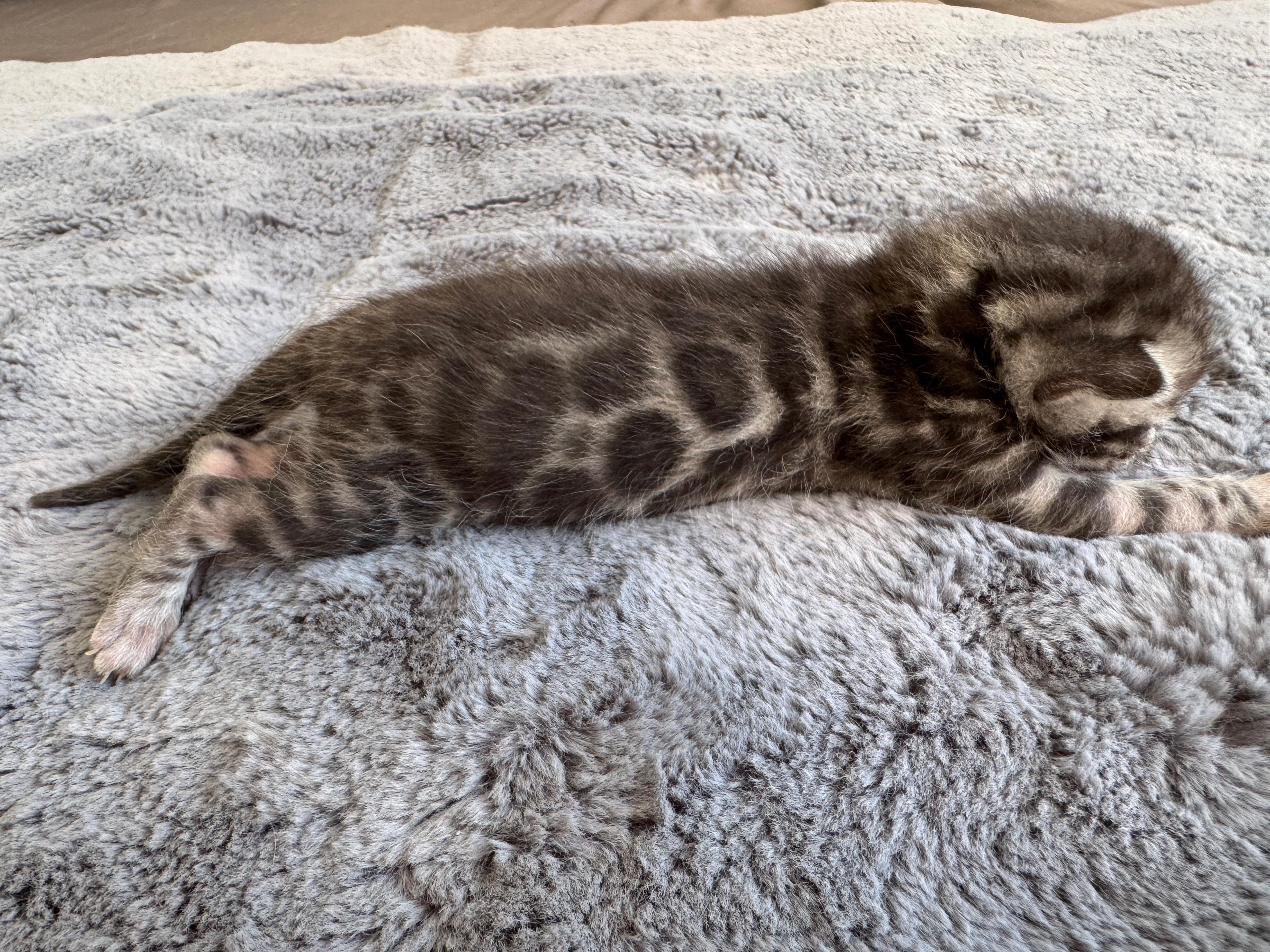 Caracalla, a Silver (Black) Spotted Tabby Bengal male kitten. Born 12. 6. 2025. Status: Opcia. Expected to move to Germany. - Photo 4