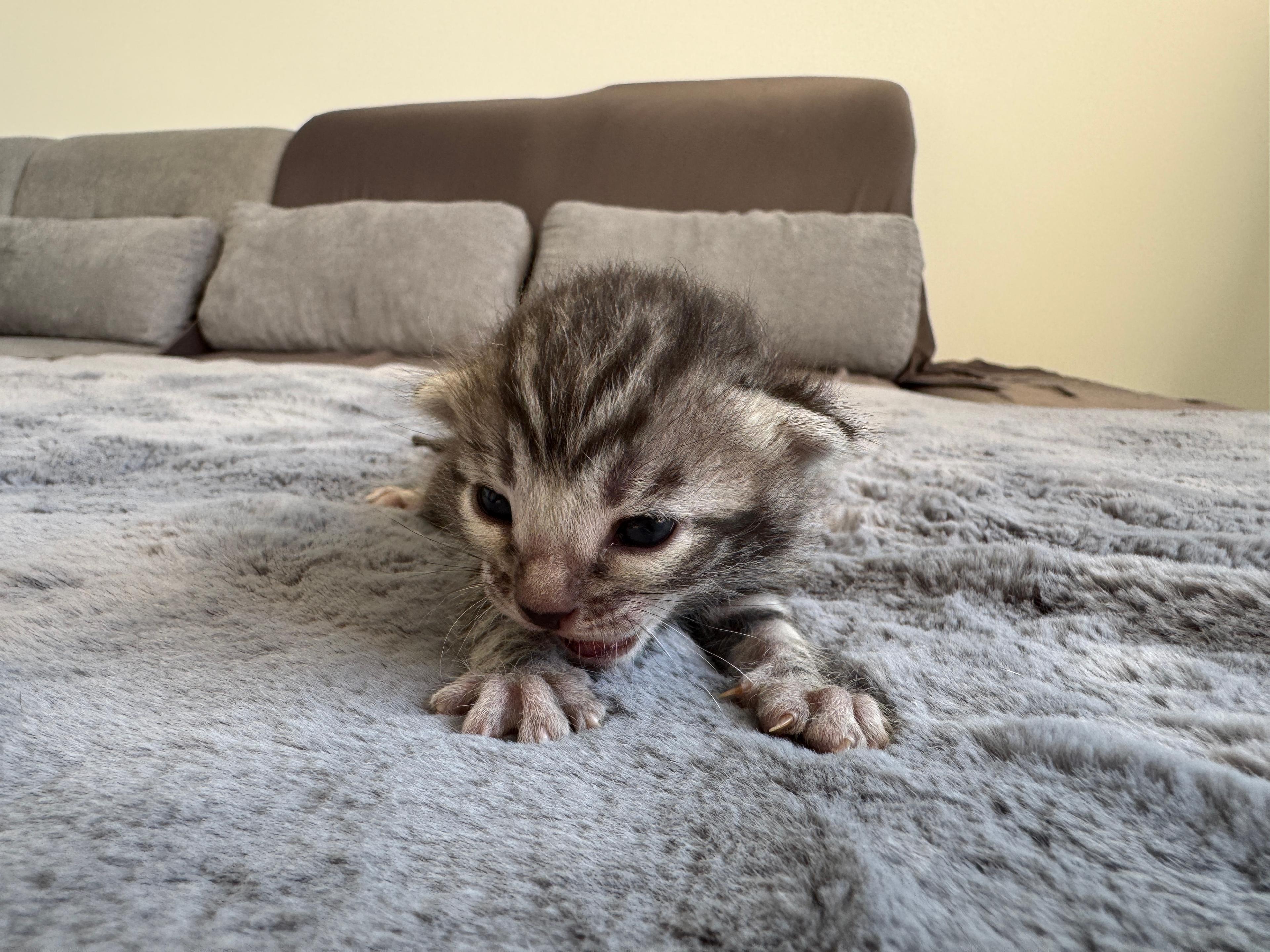 Caracalla, a Silver (Black) Spotted Tabby Bengal male kitten. Born 12. 6. 2025. Status: Opcia. Expected to move to Germany. - Photo 5