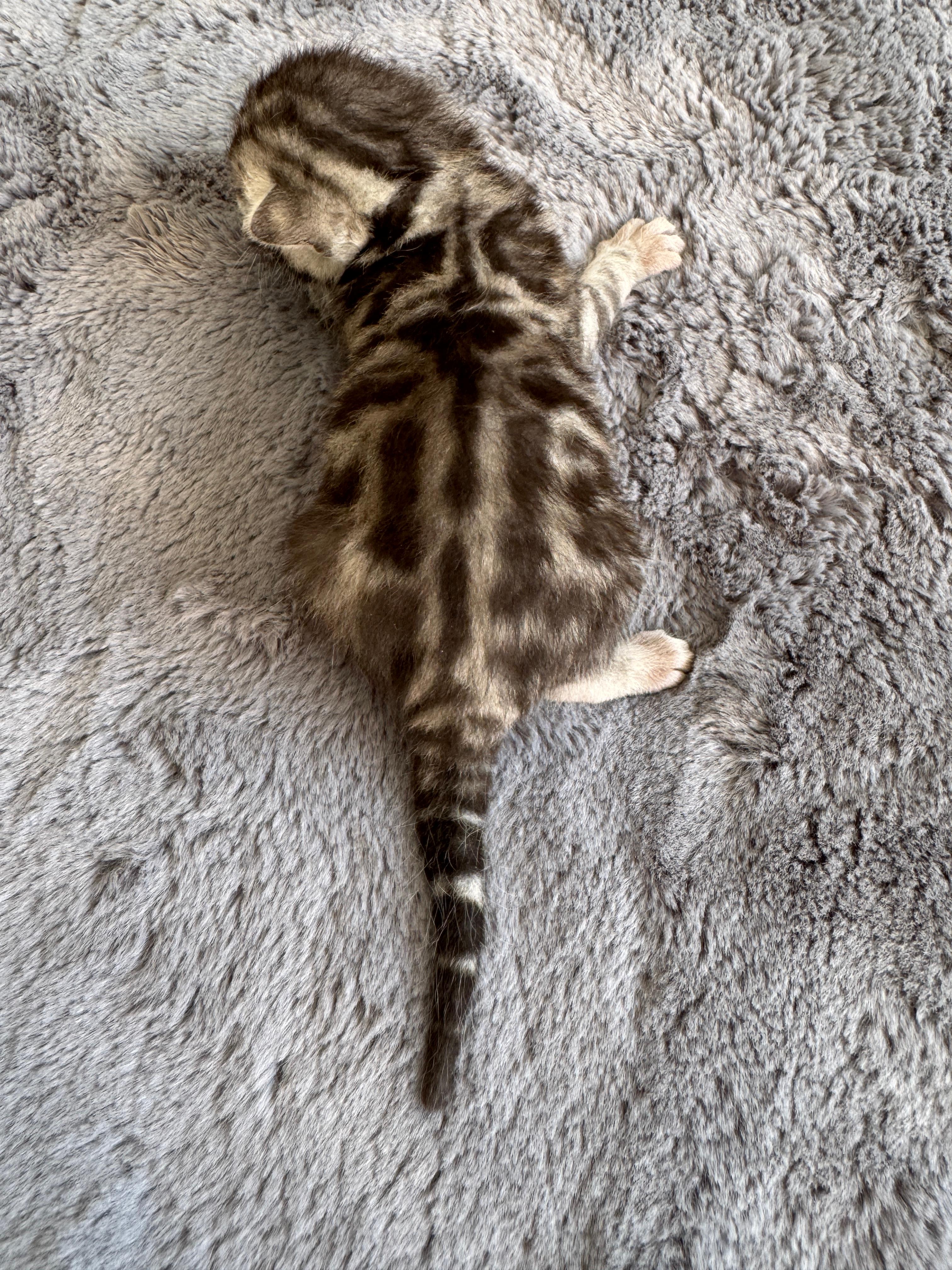 Carinus, Silver (Black) Spotted Tabby Bengal kitten - Photo 1