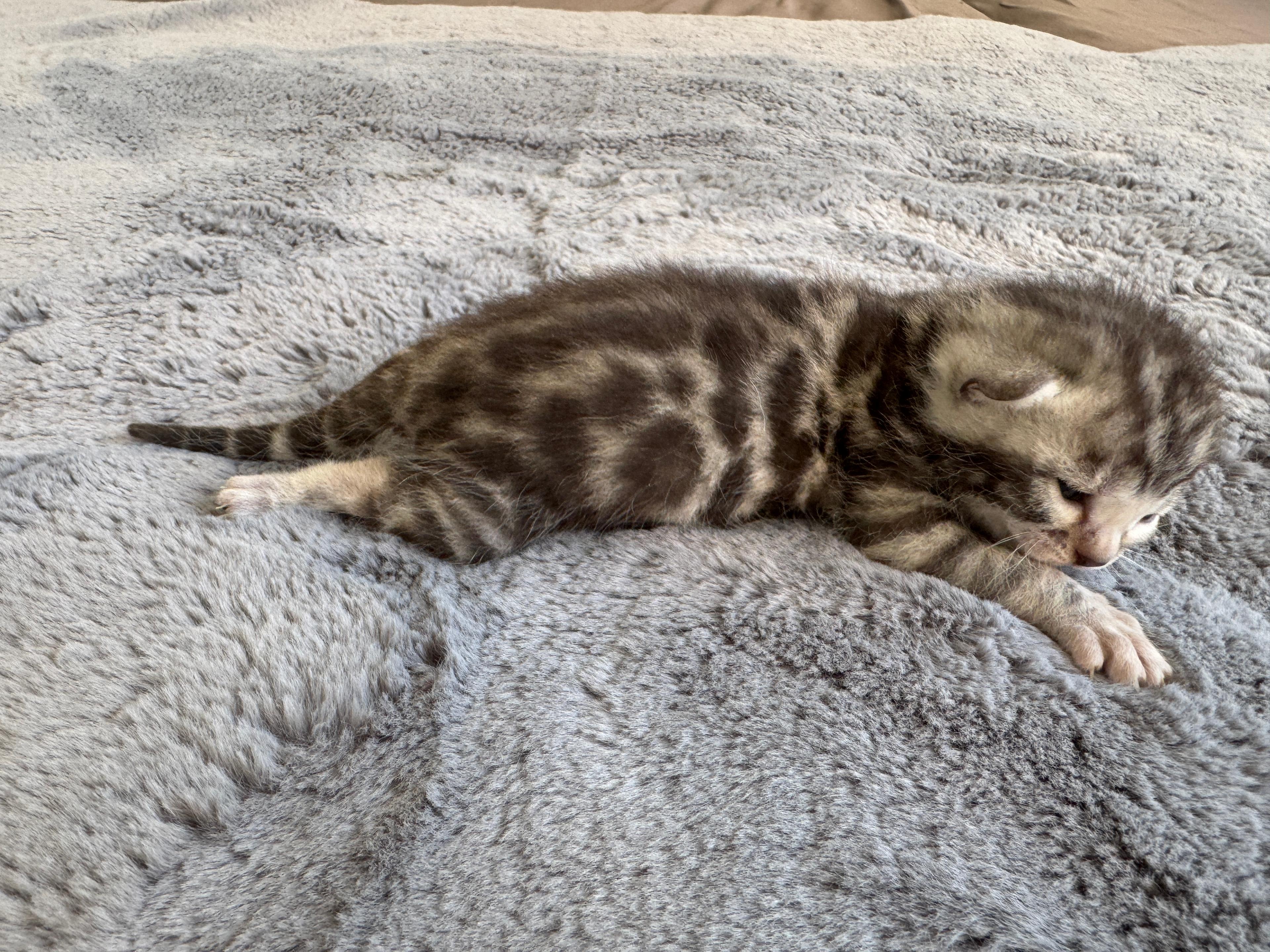 Carinus, Silver (Black) Spotted Tabby Bengal kitten - Photo 2