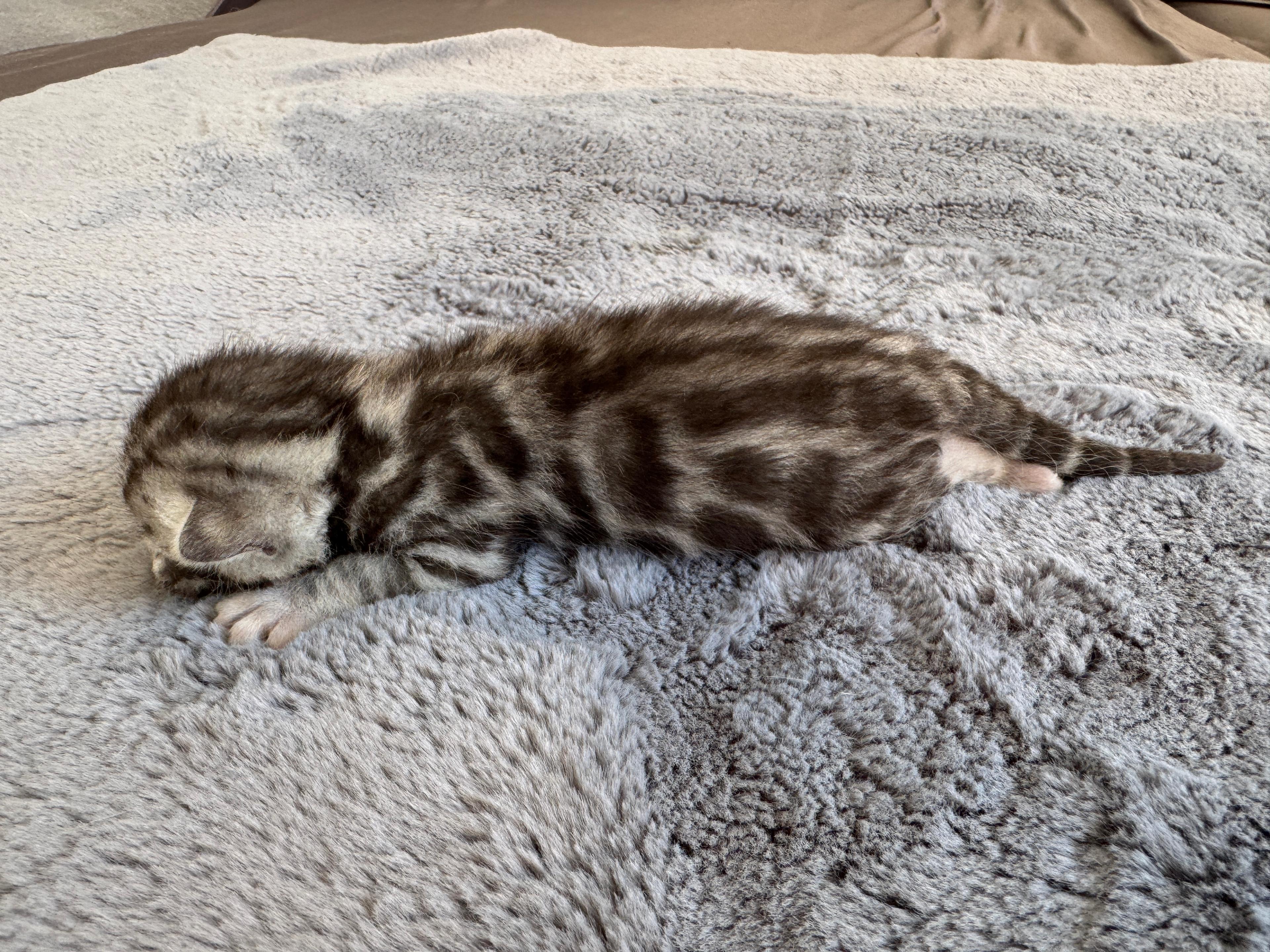 Carinus, Silver (Black) Spotted Tabby Bengal kitten - Photo 3