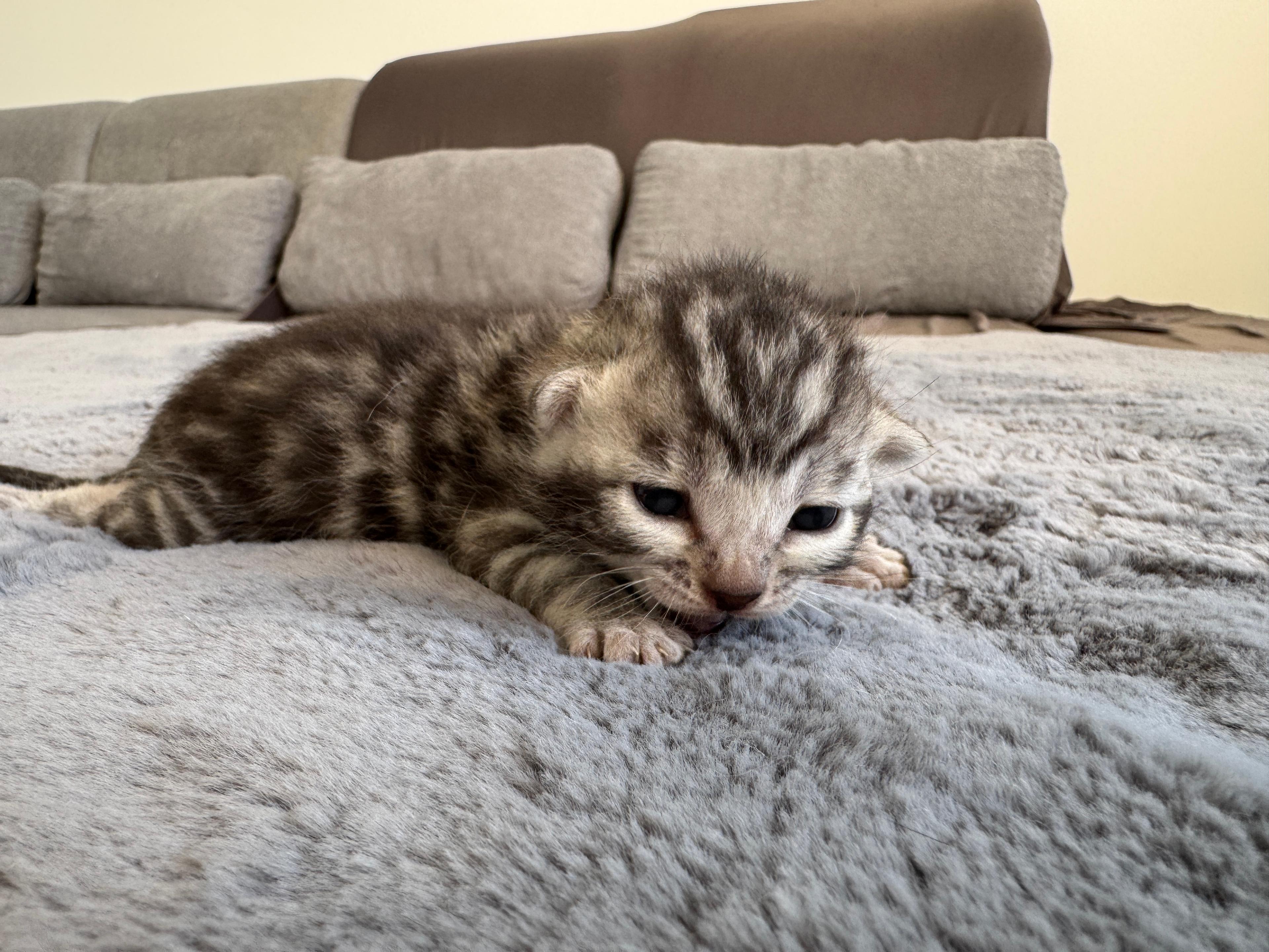 Carinus, Silver (Black) Spotted Tabby Bengal kitten - Photo 4
