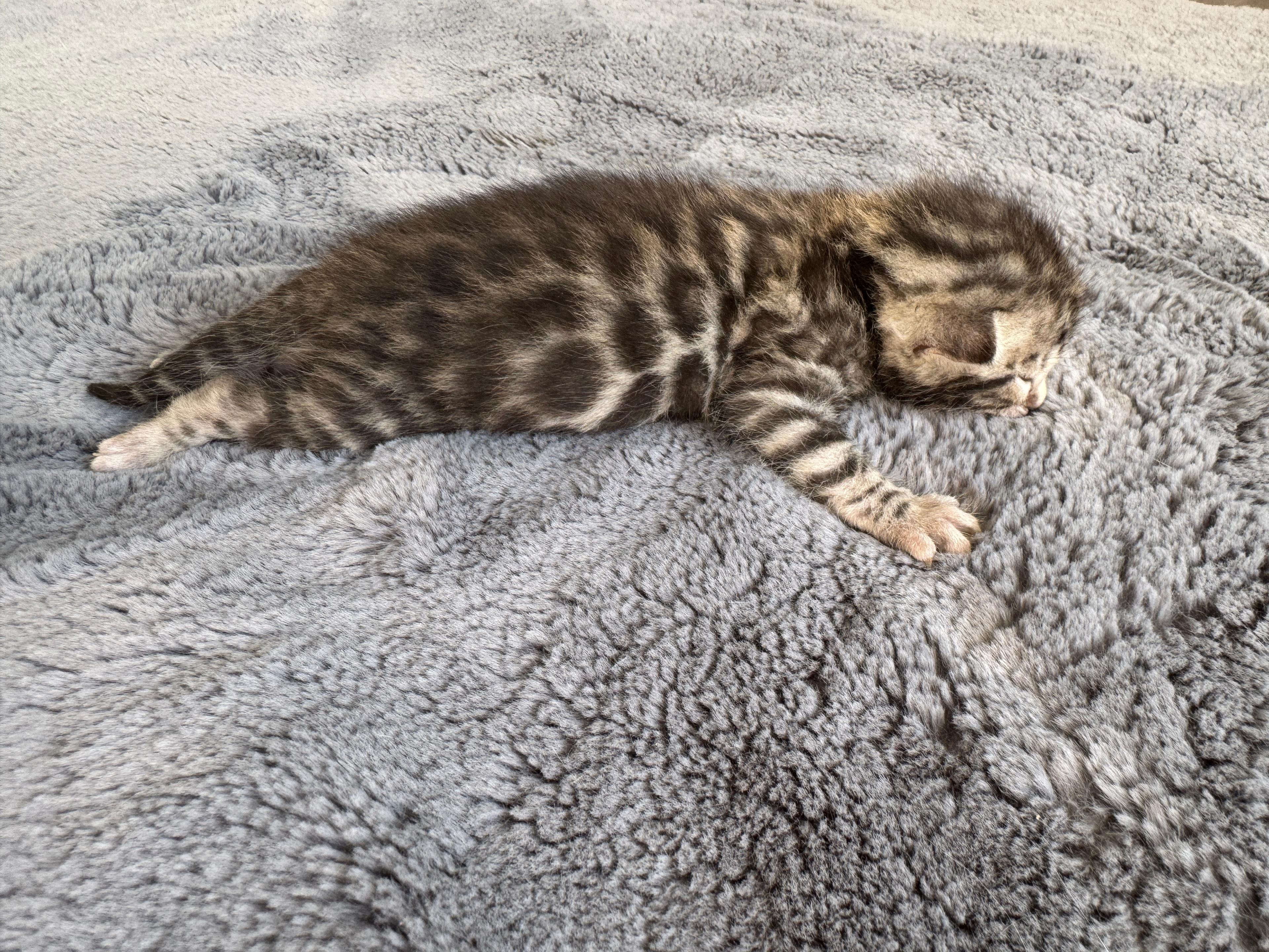 Carla, Brown (Black) Spotted Tabby Bengal kitten - Photo 1
