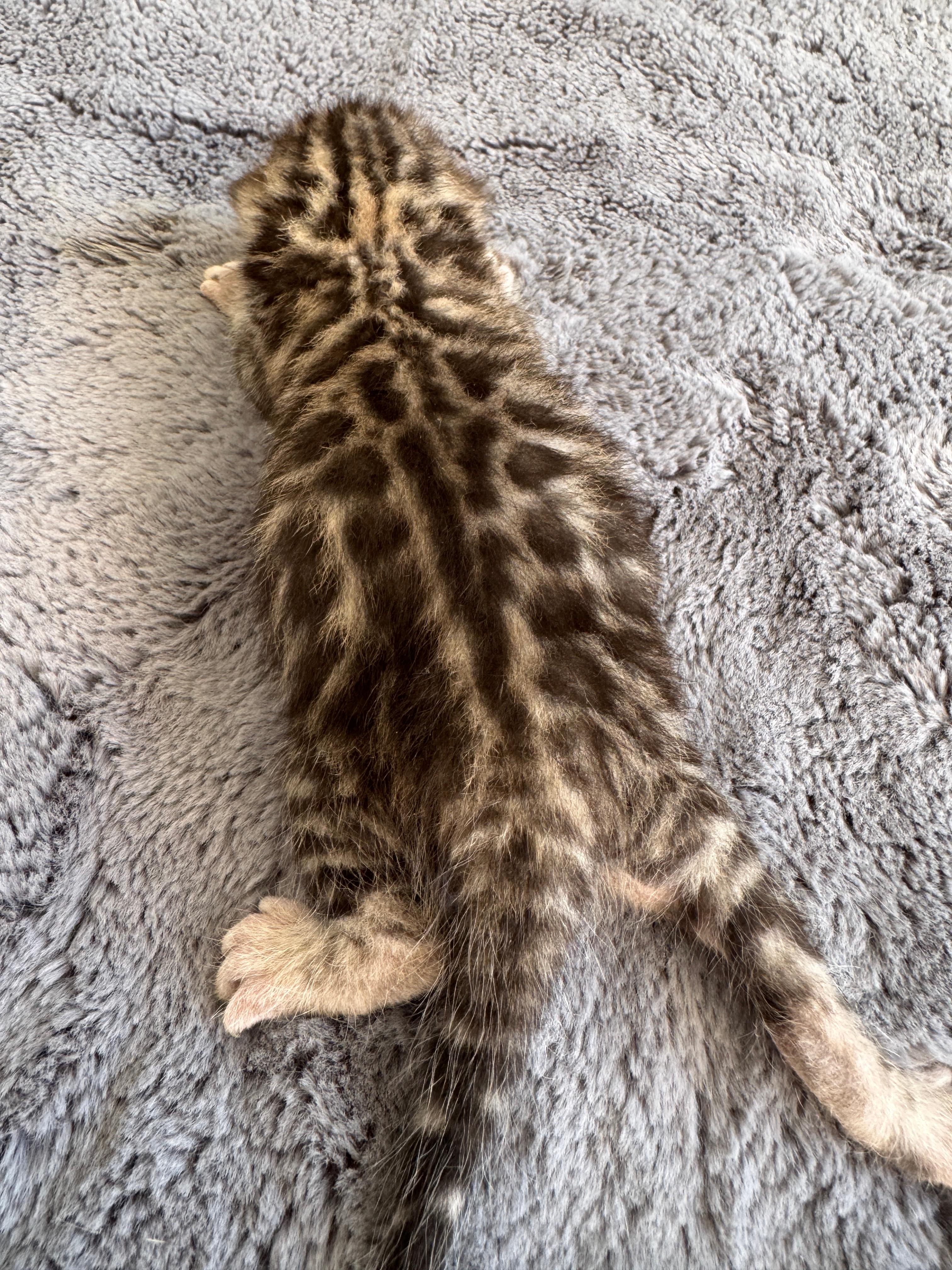 Carla, Brown (Black) Spotted Tabby Bengal kitten - Photo 2