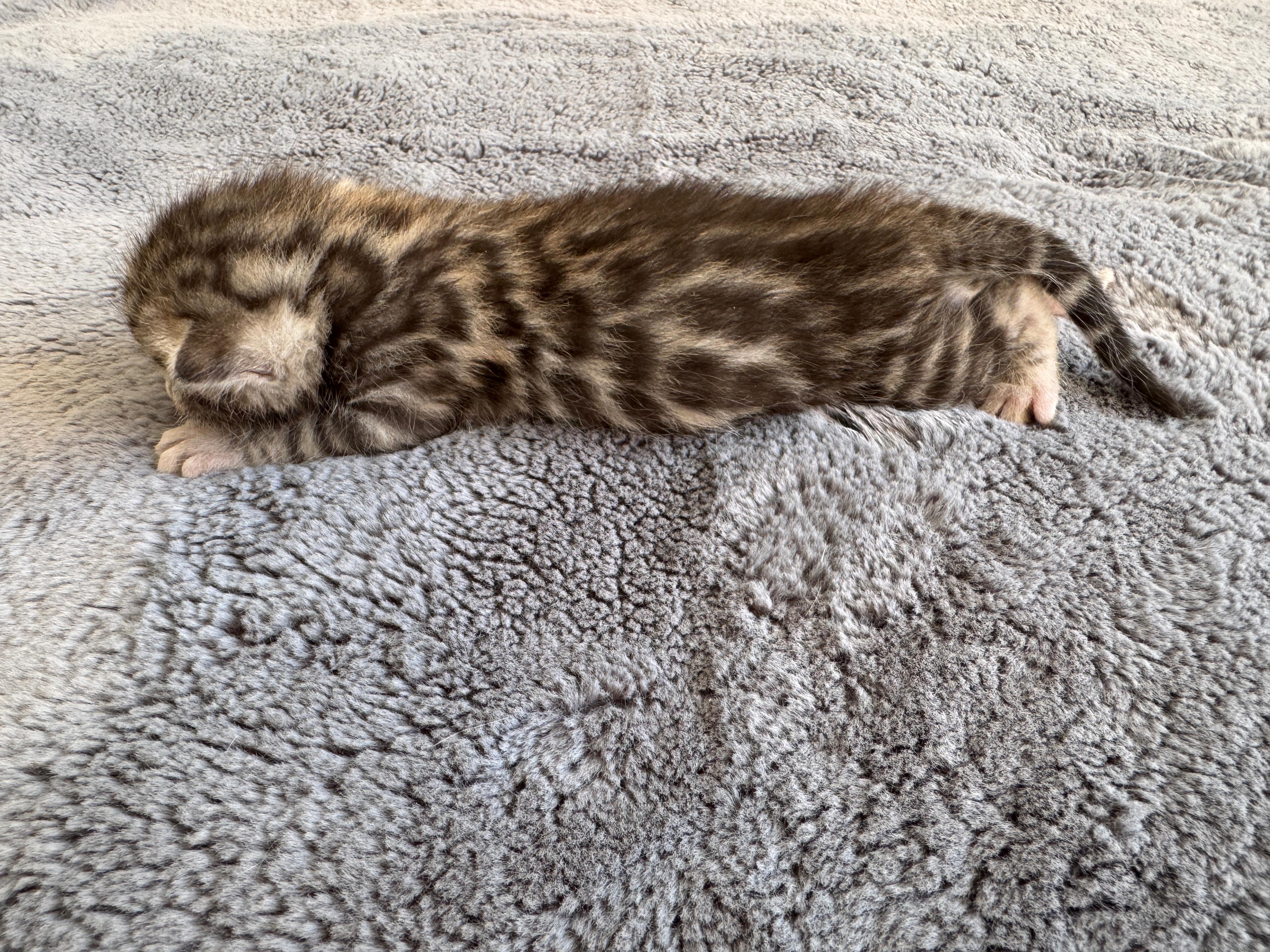Carla, Brown (Black) Spotted Tabby Bengal kitten - Photo 3