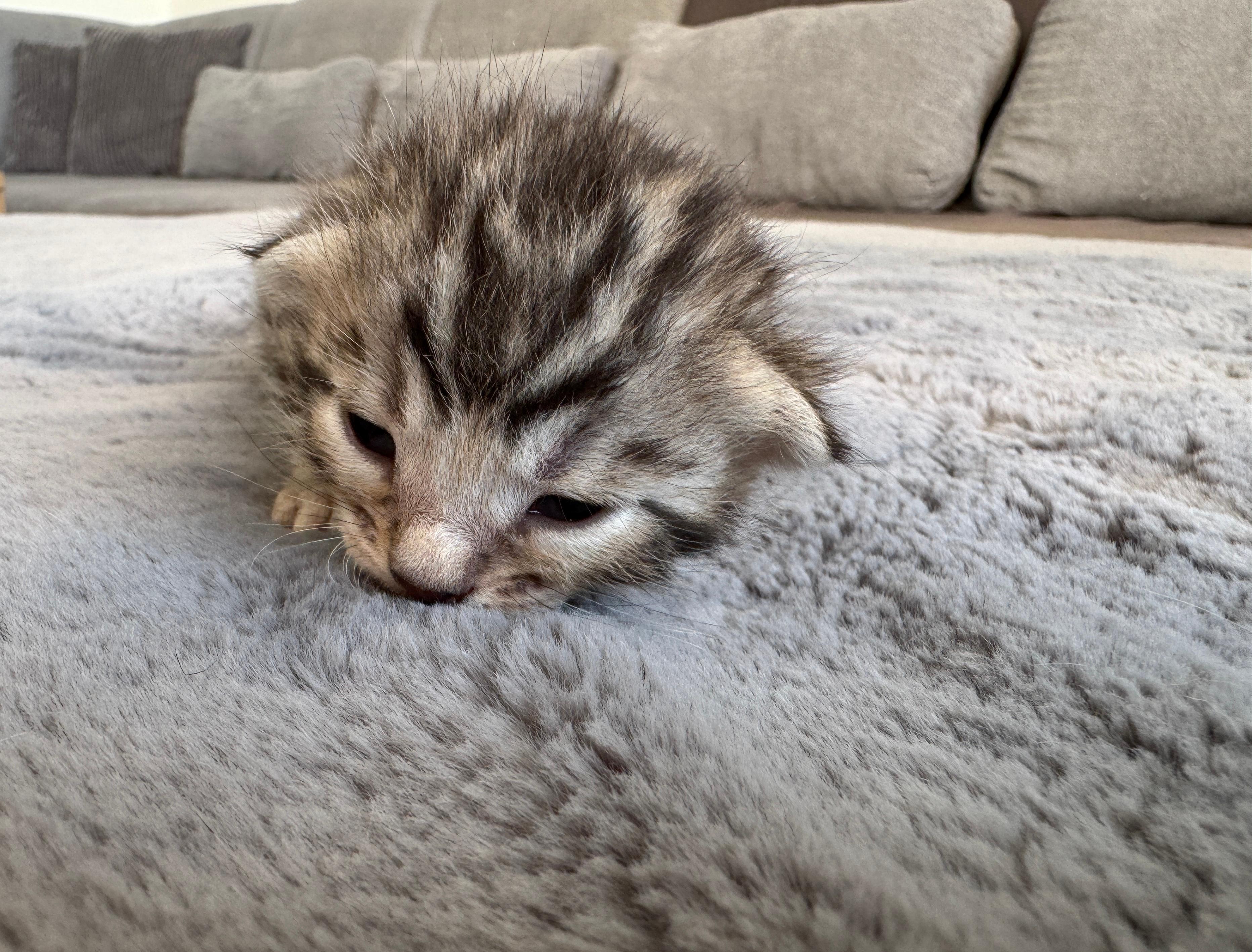 Carla, Brown (Black) Spotted Tabby Bengal kitten - Photo 4