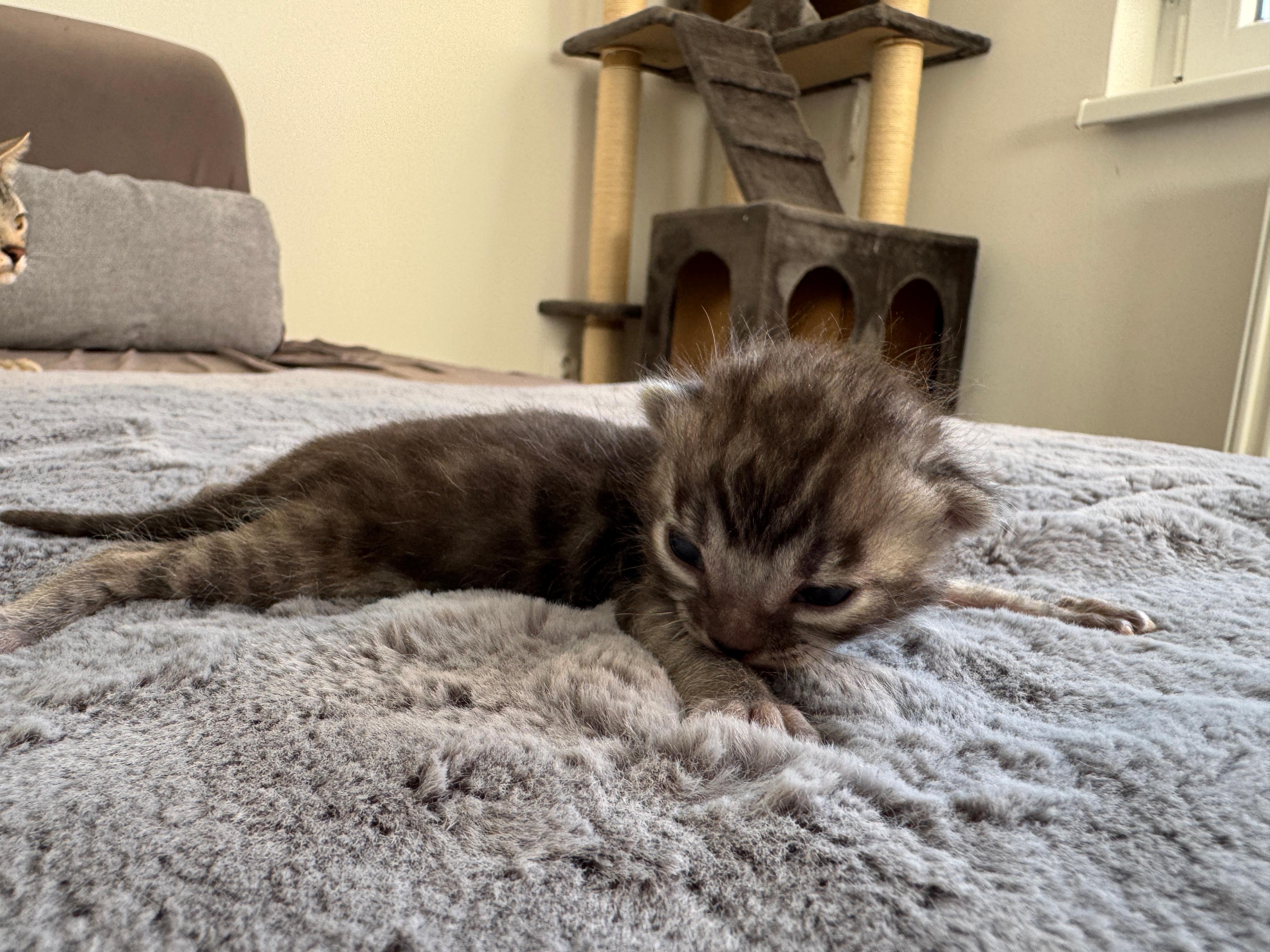 Cleopatra, a Silver Charcoal Spotted Tabby Bengal female kitten. Born Jun 12, 2025. Status: Sold. Expected to move to Hungary. - Photo 1