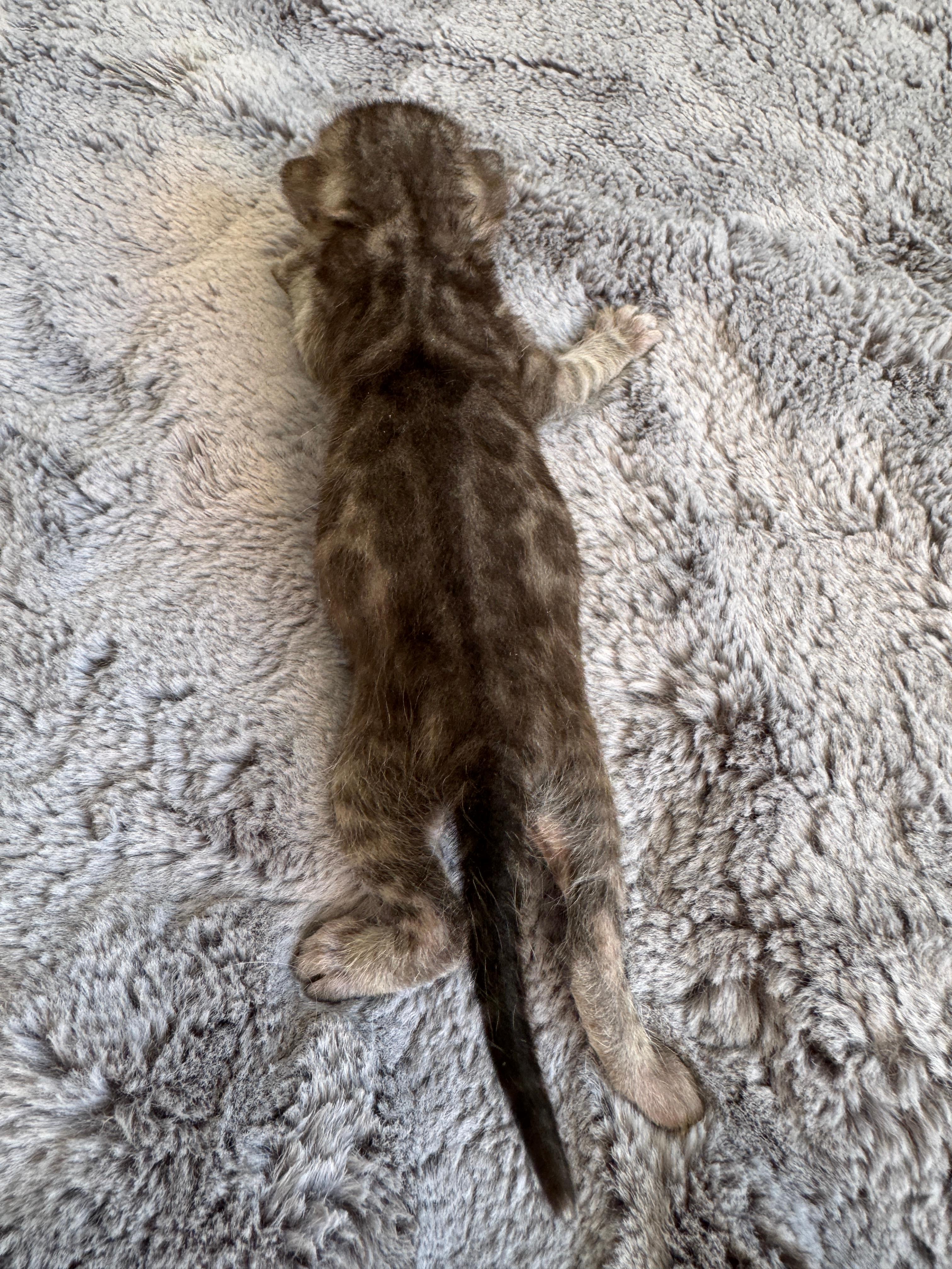 Cleopatra, a Silver Charcoal Spotted Tabby Bengal female kitten. Born Jun 12, 2025. Status: Sold. Expected to move to Hungary. - Photo 3