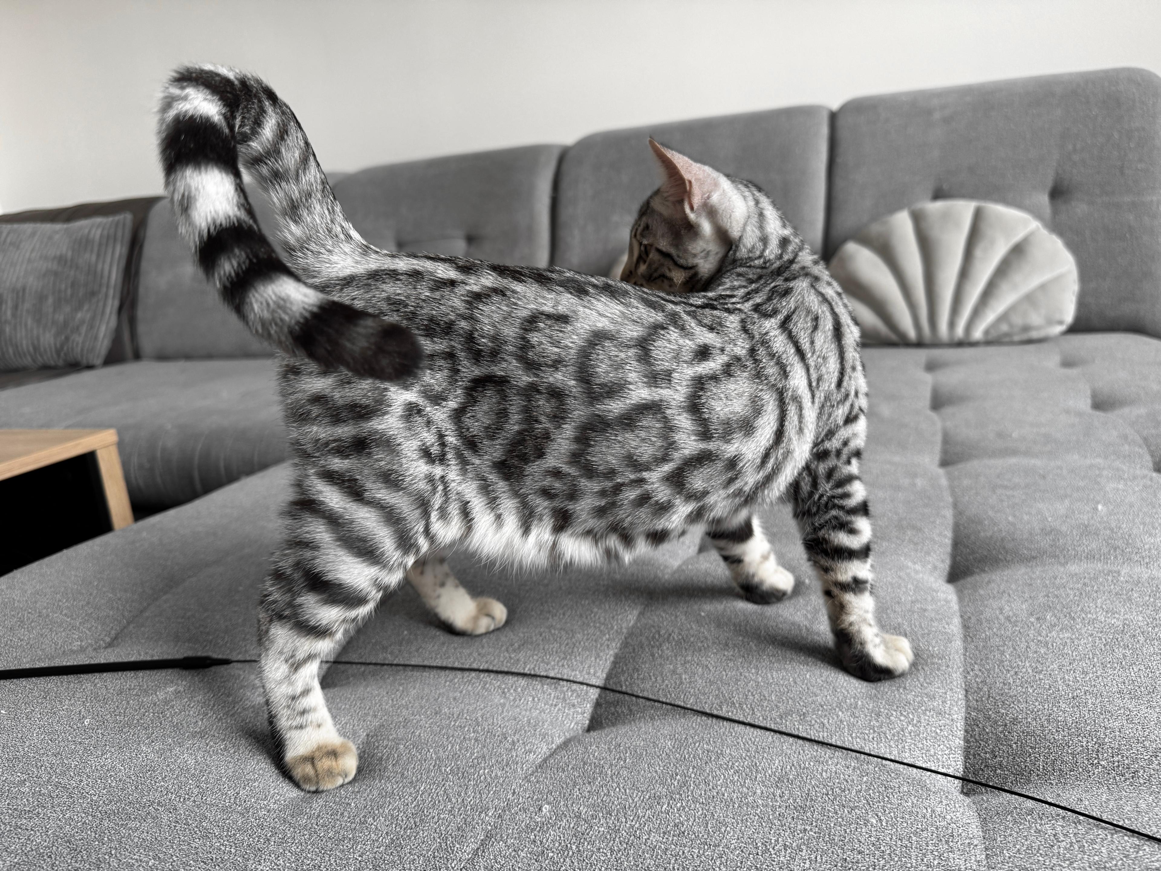 Daisy, a Silver (Black) spotted tabby Bengal female cat from Diamond Extasy Bengal Cattery Slovakia. Currently active in breeding program. Health tested: HCM N/N, PRA-b N/N, PK-def N/N. - Photo 1 of 4