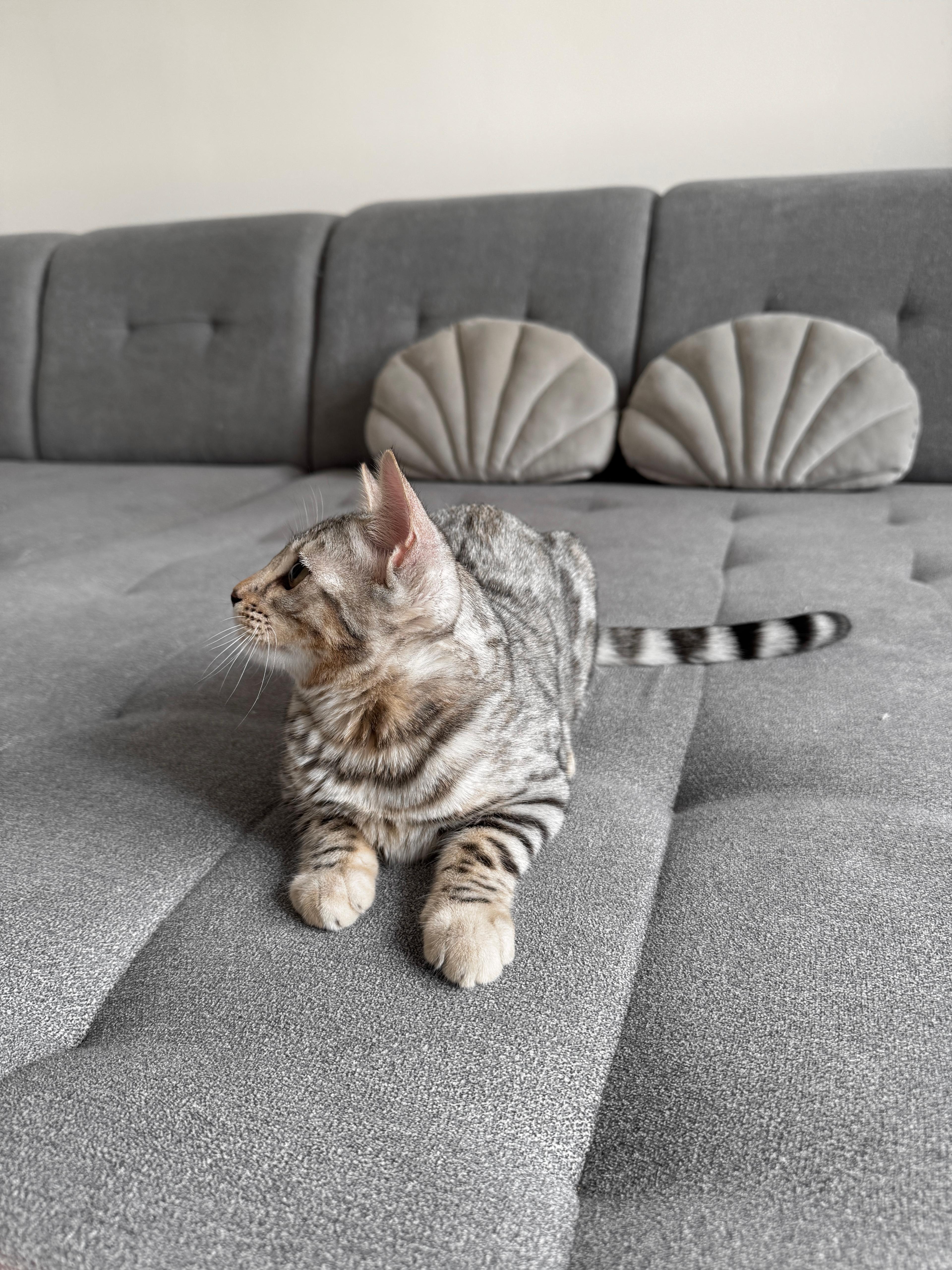 Daphne, a Silver (Black) spotted tabby Bengal female cat from Diamond Extasy Bengal Cattery Slovakia. Currently active in breeding program. Health tested: HCM N/N, PRA-b N/N, PK-def N/N. - Photo 2 of 5