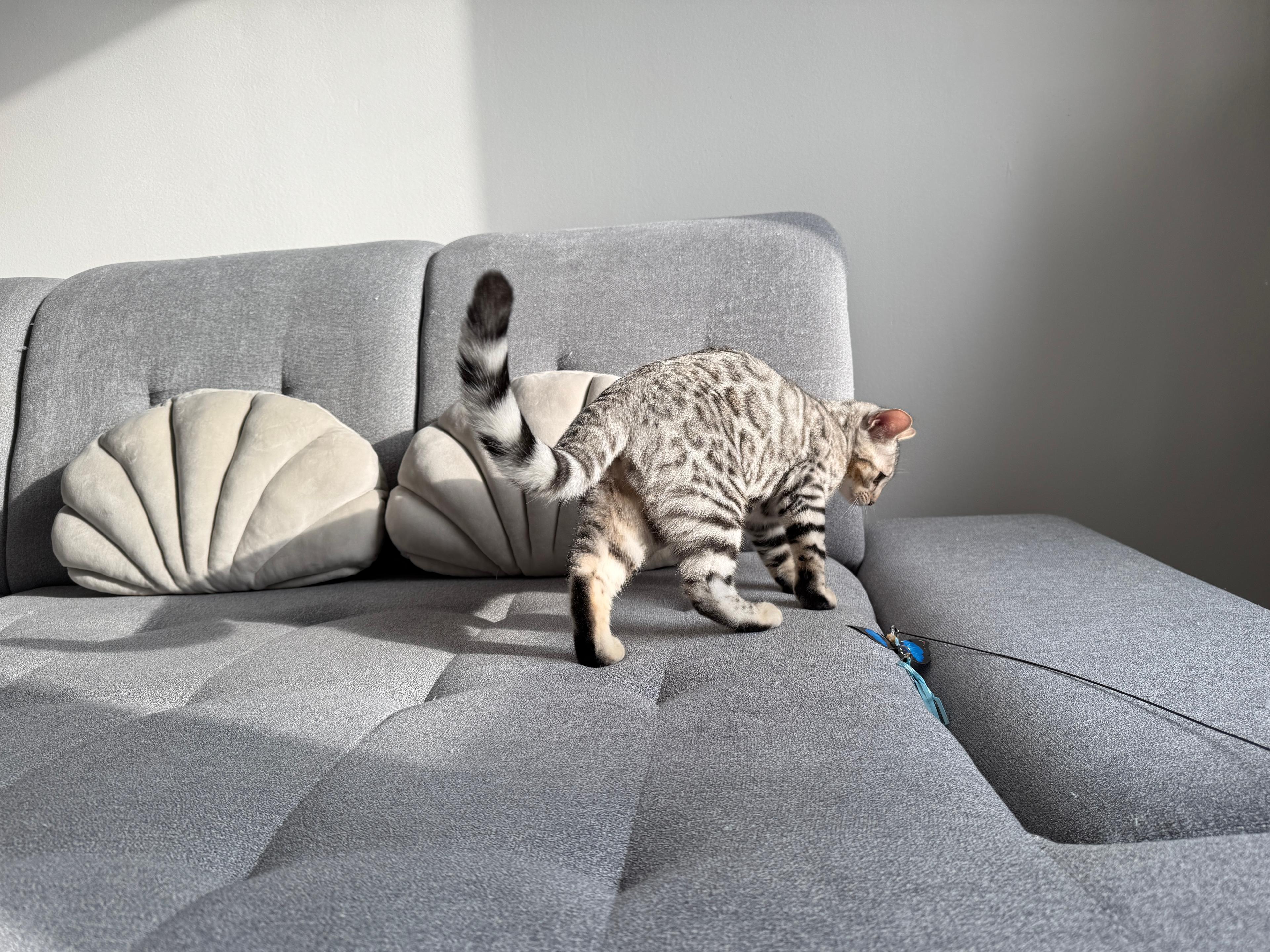 Daphne, a Silver (Black) spotted tabby Bengal female cat from Diamond Extasy Bengal Cattery Slovakia. Currently active in breeding program. Health tested: HCM N/N, PRA-b N/N, PK-def N/N. - Photo 5 of 5