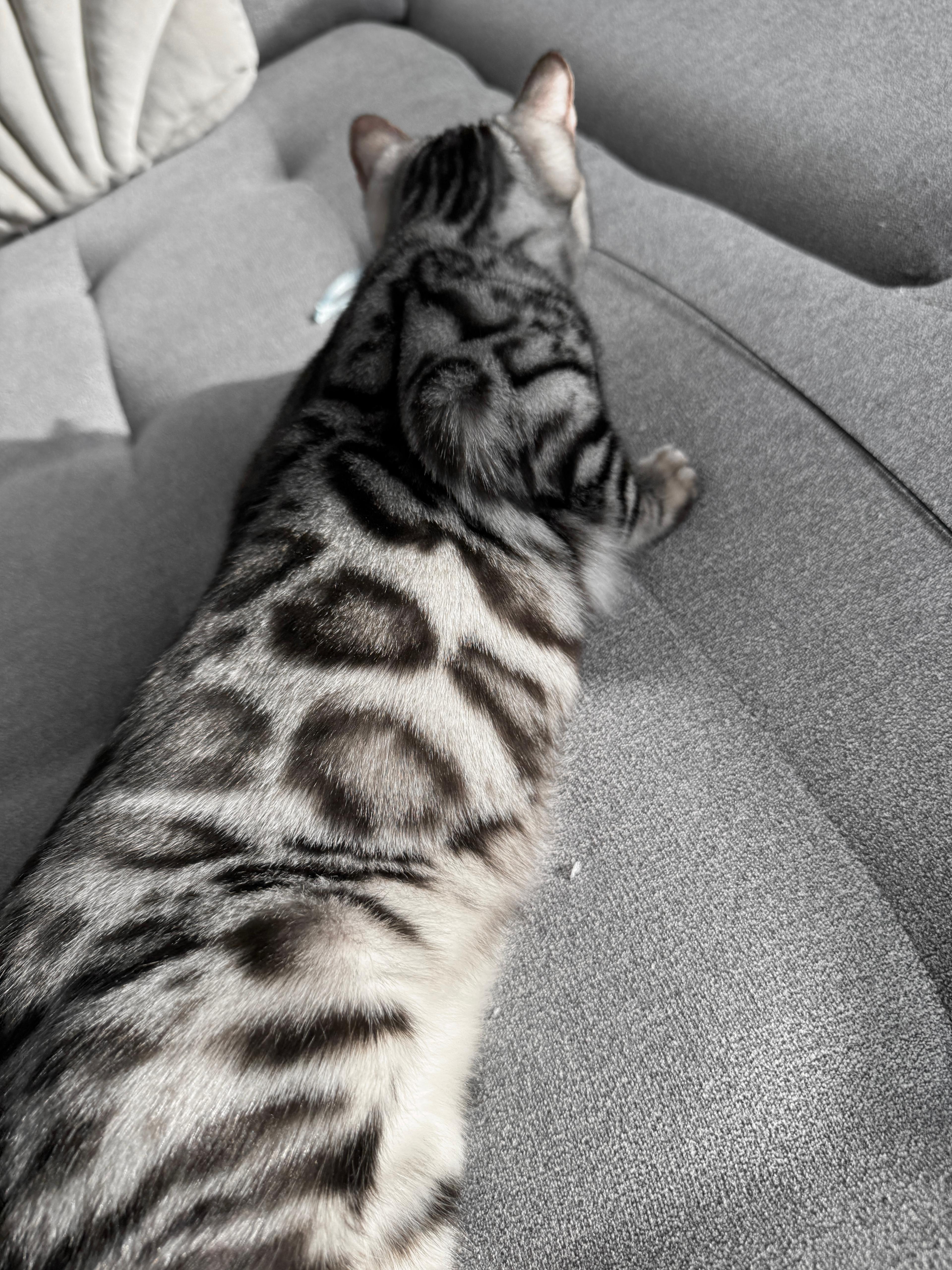 Dark Cleopatra, a Silver (Black) spotted tabby Bengal female cat from Diamond Extasy Bengal Cattery Slovakia. Currently active in breeding program. Health tested: HCM N/N, PRA-b N/N, PK-def N/N. - Photo 4 of 4