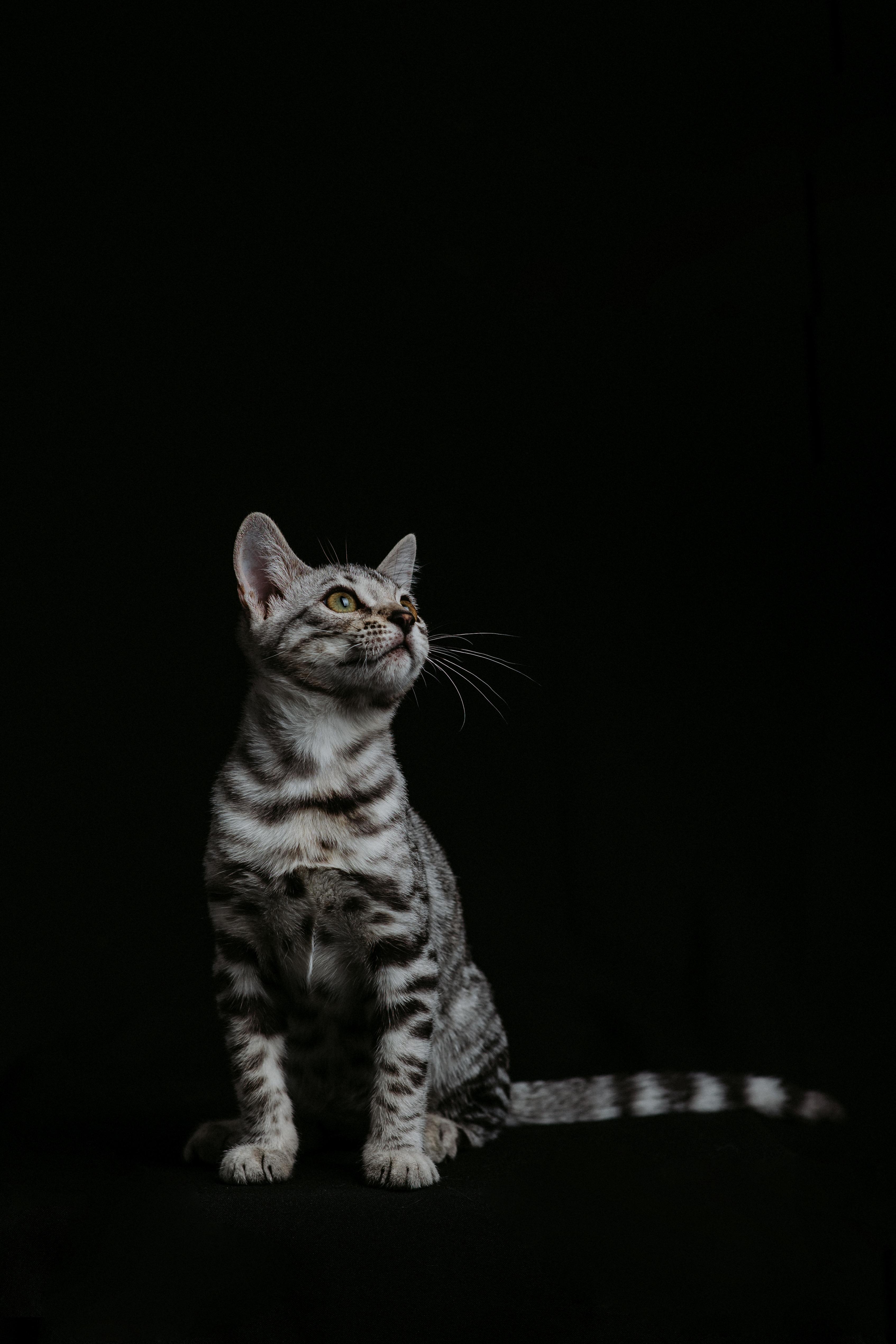 Ariella, a Silver (Black) Spotted Tabby Bengal female cat from Diamond Extasy cattery. Currently active in breeding program. Health tested: HCM N/N, PRA-b N/N, PK-def N/N. - Photo 1