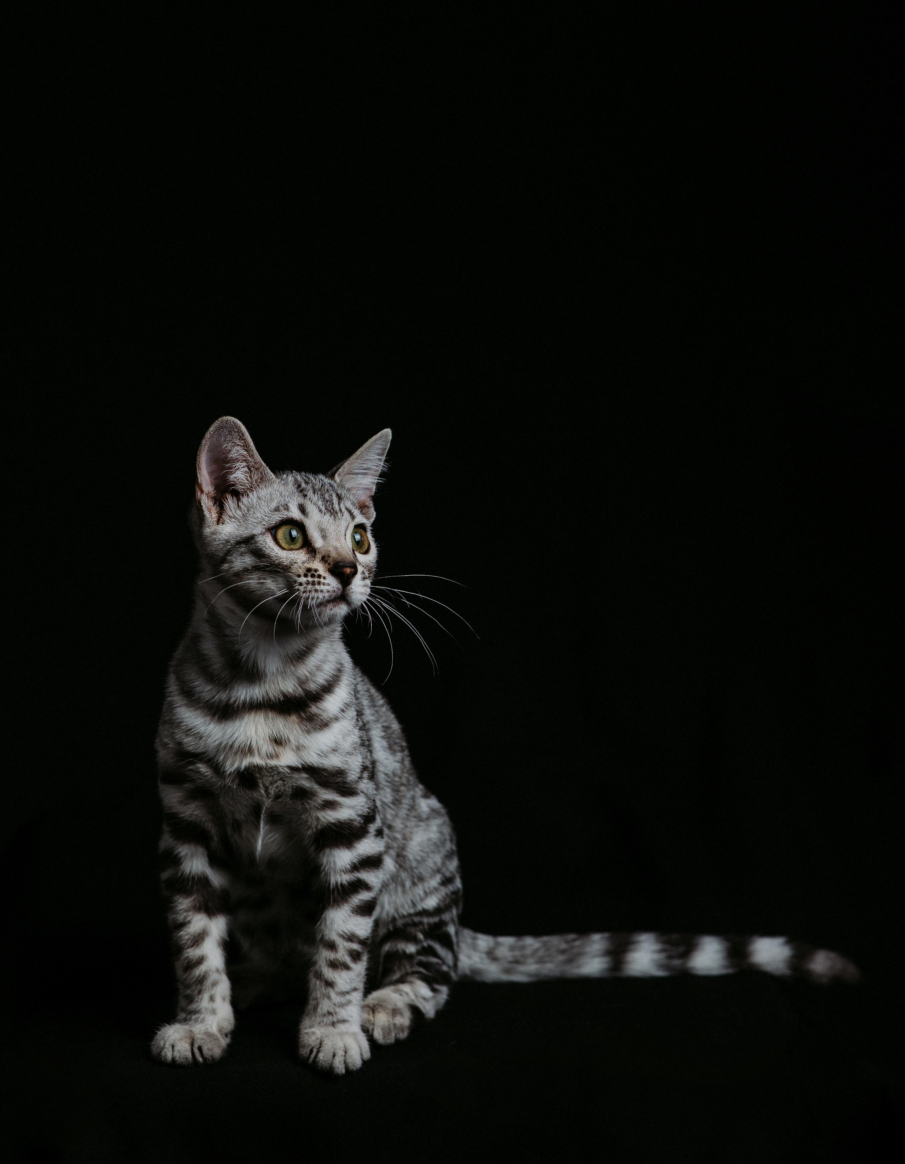 Ariella, a Silver (Black) Spotted Tabby Bengal female cat from Diamond Extasy cattery. Currently active in breeding program. Health tested: HCM N/N, PRA-b N/N, PK-def N/N. - Photo 5