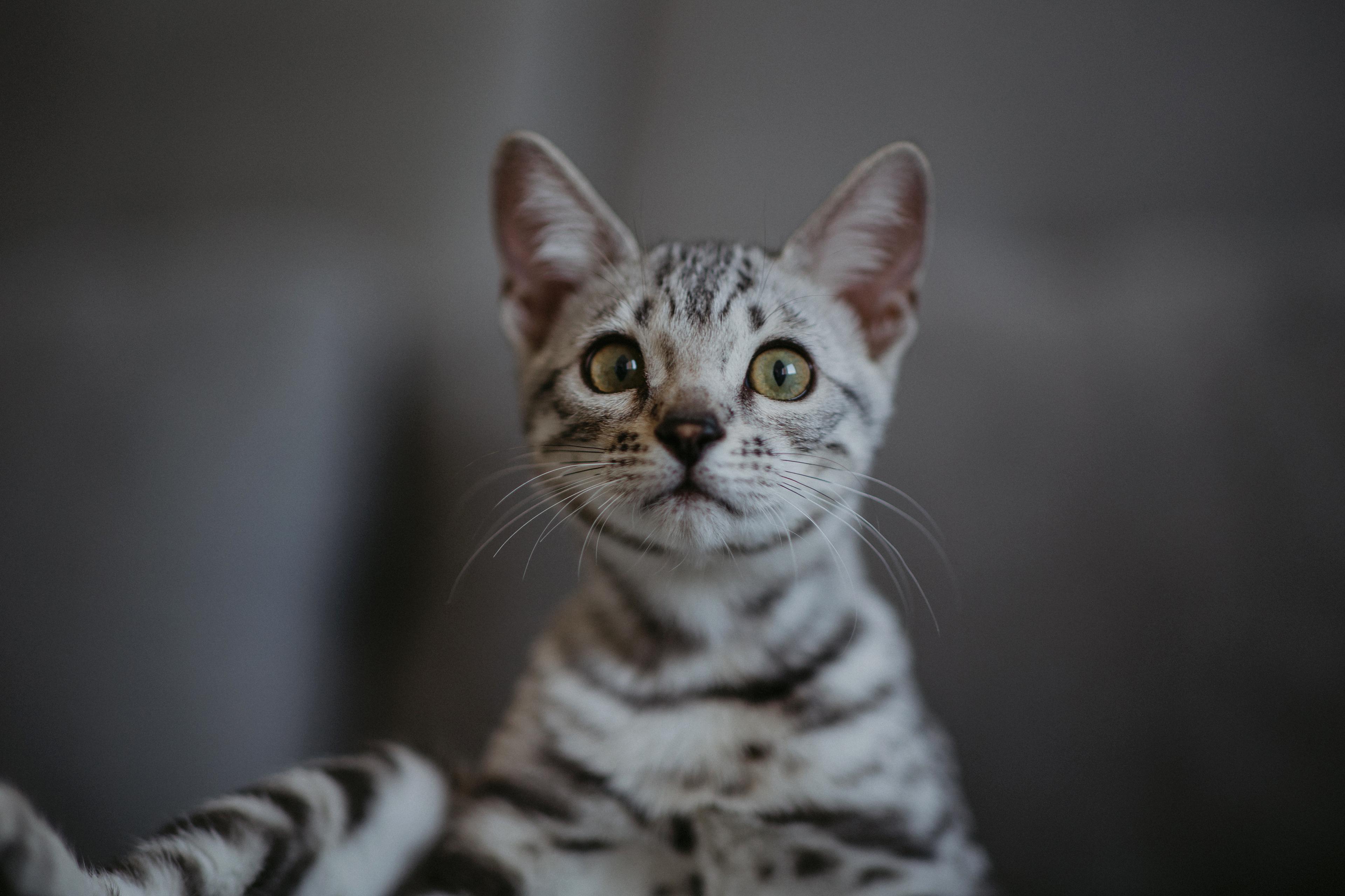 Ariella, a Silver (Black) Spotted Tabby Bengal female cat from Diamond Extasy cattery. Currently active in breeding program. Health tested: HCM N/N, PRA-b N/N, PK-def N/N. - Photo 7