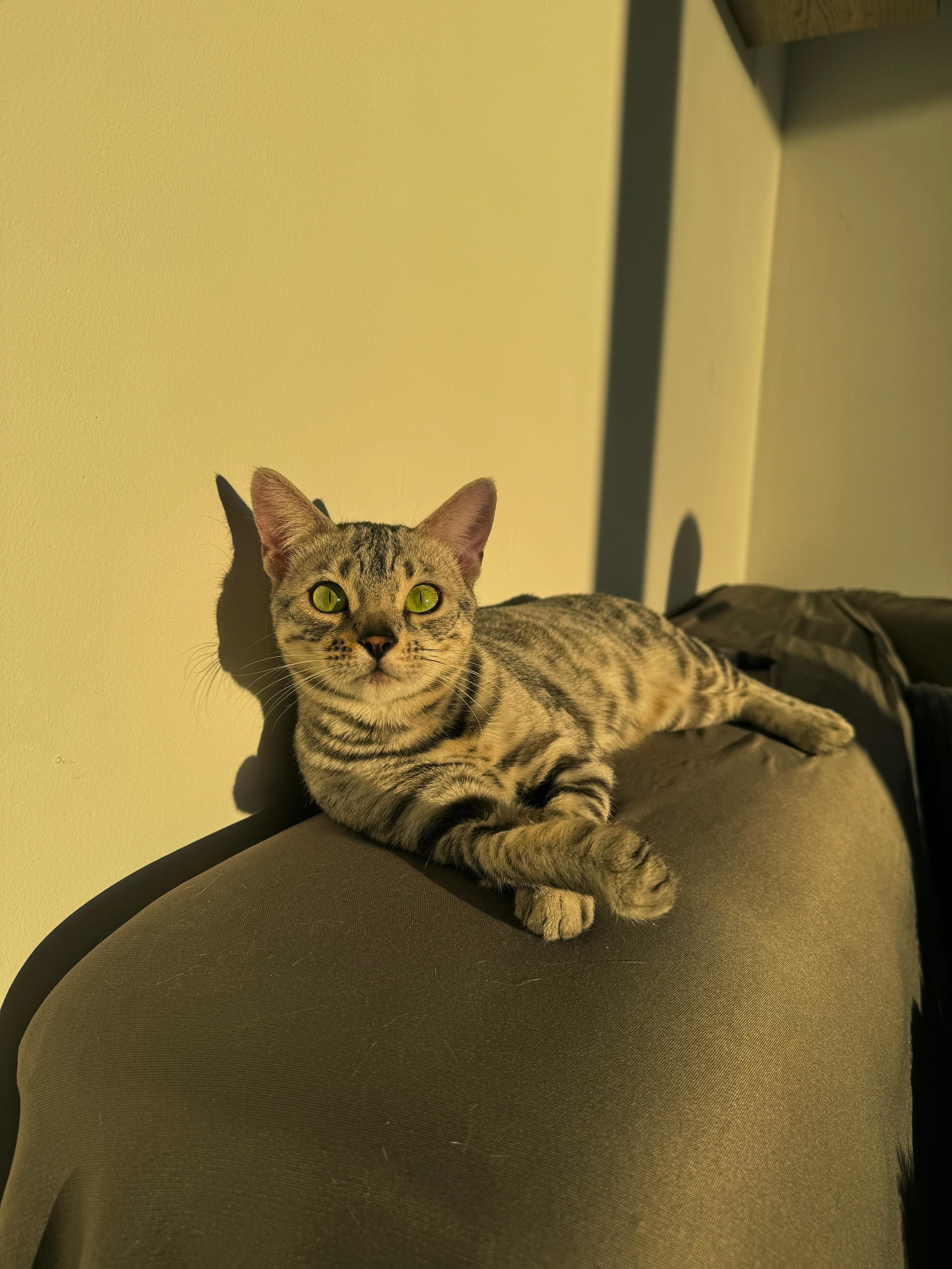 Ariella, a Silver (Black) Spotted Tabby Bengal female cat from Diamond Extasy cattery. Currently active in breeding program. Health tested: HCM N/N, PRA-b N/N, PK-def N/N. - Photo 8