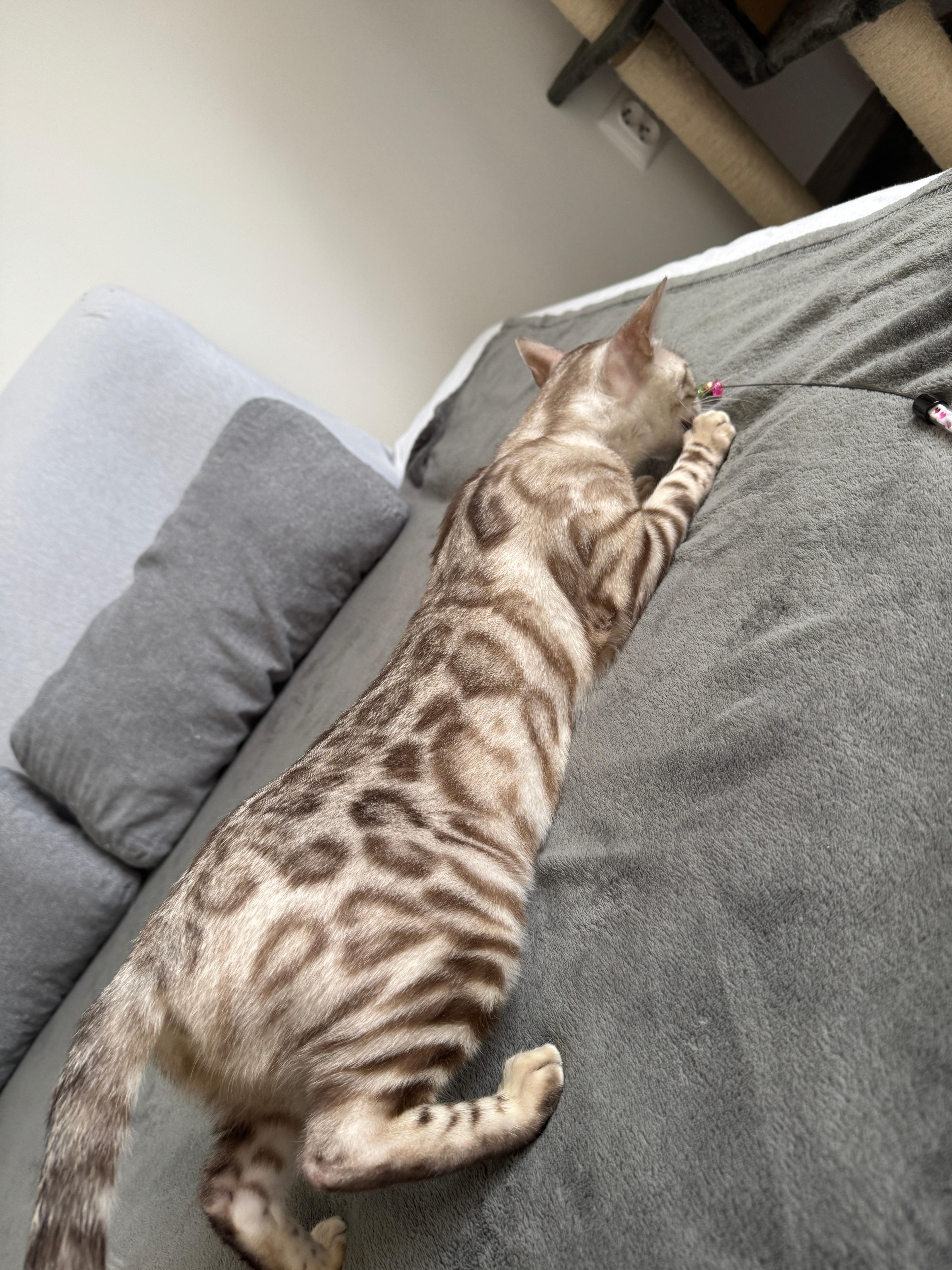 Coco, a Seal Silver Mink Spotted Tabby Bengal female cat from Diamond Extasy cattery. Currently active in breeding program. Health tested: HCM N/N, PRA-b N/N, PK-def N/N. - Photo 5