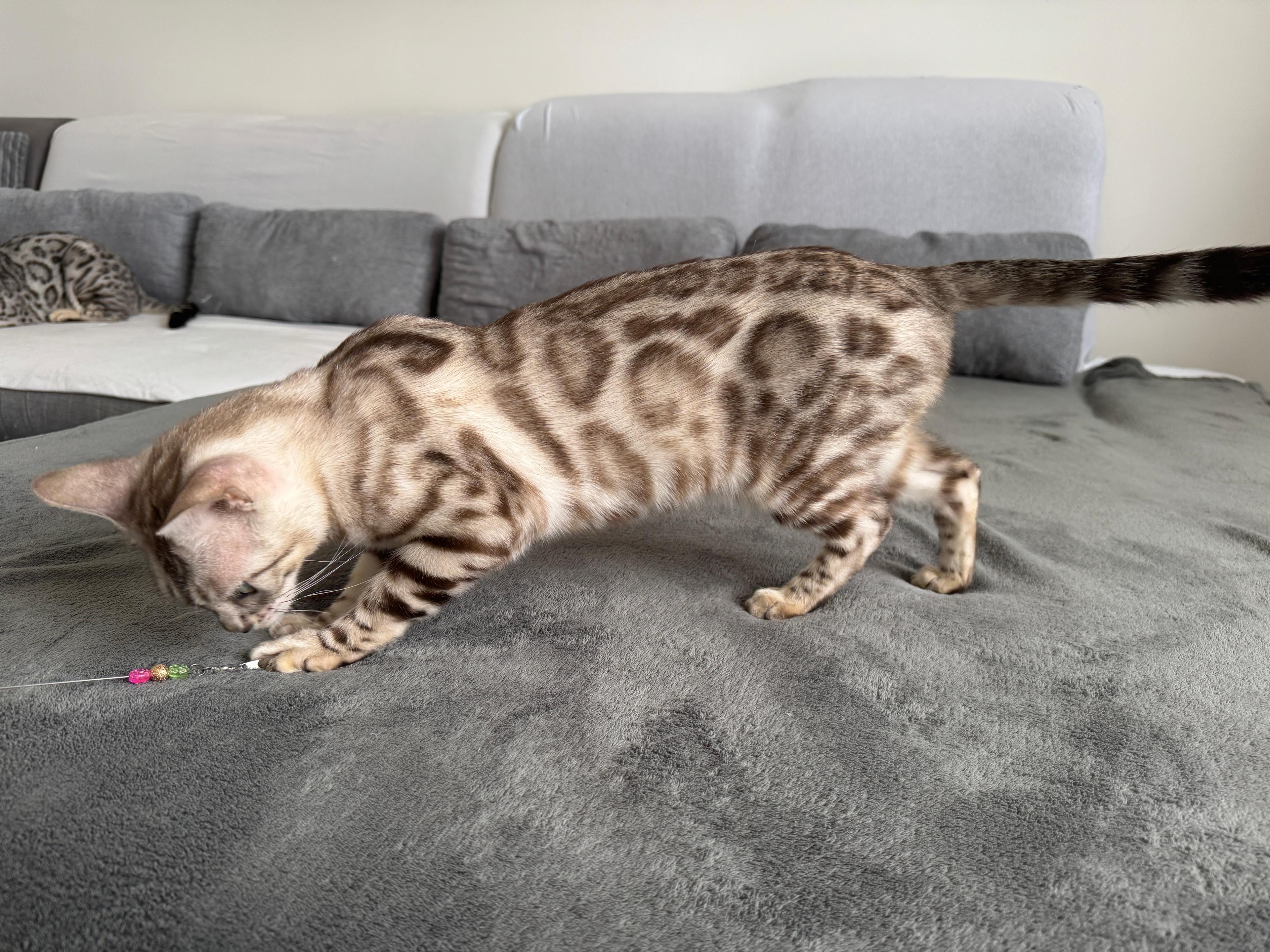 Coco, a Seal Silver Mink Spotted Tabby Bengal female cat from Diamond Extasy cattery. Currently active in breeding program. Health tested: HCM N/N, PRA-b N/N, PK-def N/N. - Photo 6