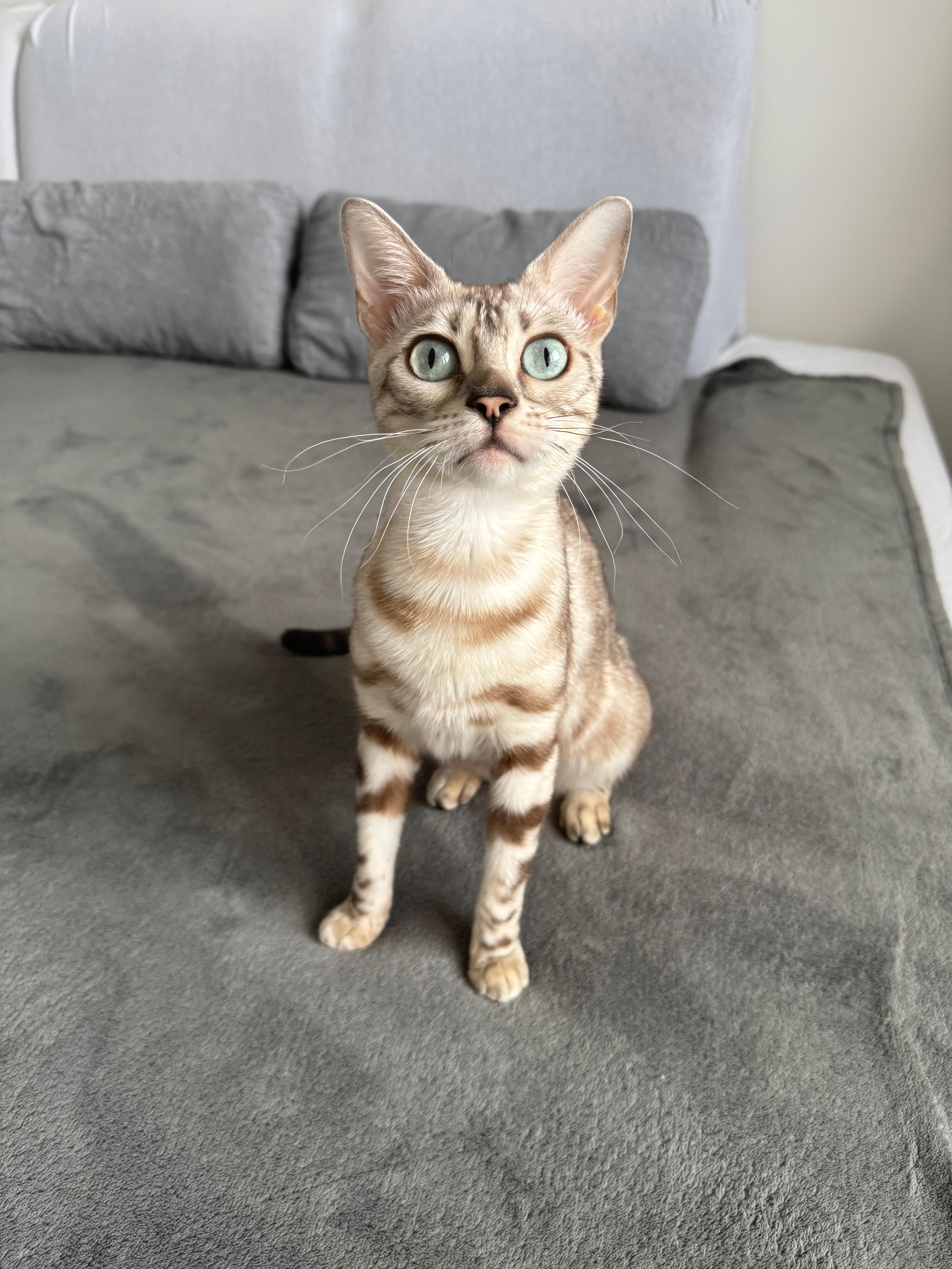 Coco, a Seal Silver Mink Spotted Tabby Bengal female cat from Diamond Extasy cattery. Currently active in breeding program. Health tested: HCM N/N, PRA-b N/N, PK-def N/N. - Photo 7
