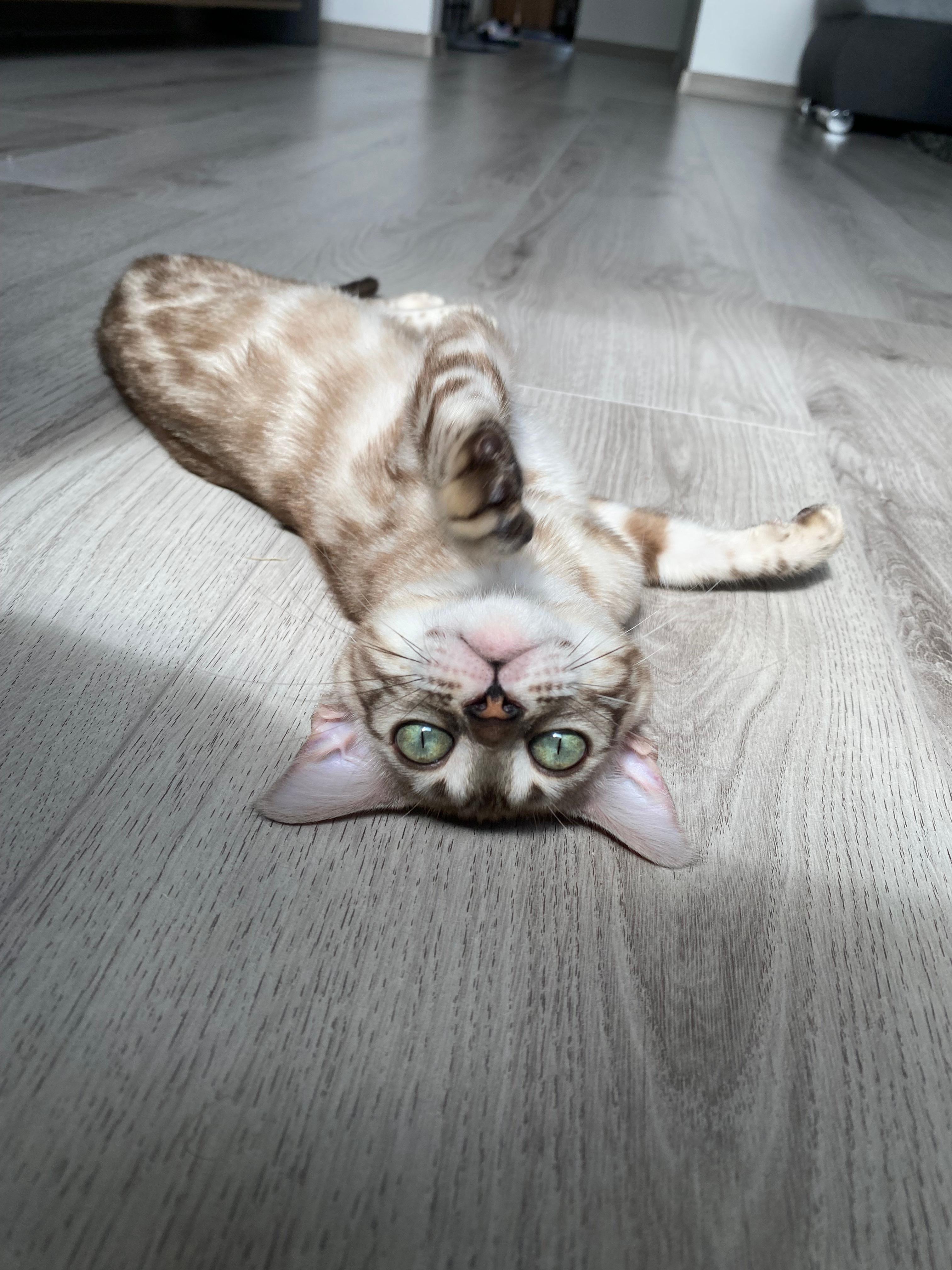 Coco, a Seal Silver Mink Spotted Tabby Bengal female cat from Diamond Extasy cattery. Currently active in breeding program. Health tested: HCM N/N, PRA-b N/N, PK-def N/N. - Photo 8