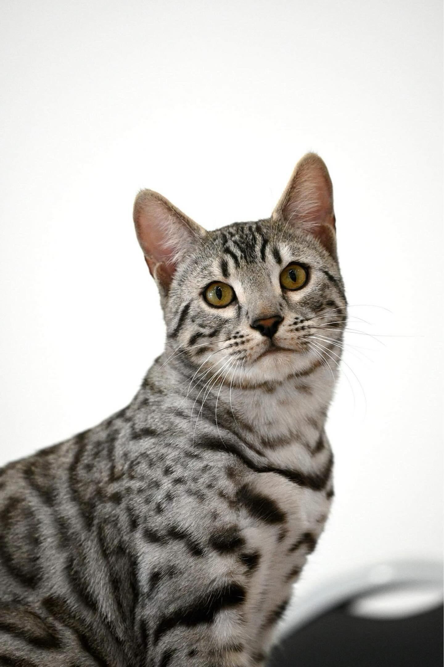 Poseidon, a Silver (Black) Spotted Tabby Bengal male cat from Diamond Extasy cattery. Currently active in breeding program. Health tested: HCM N/N, PRA-b N/N, PK-def N/N. - Photo 1