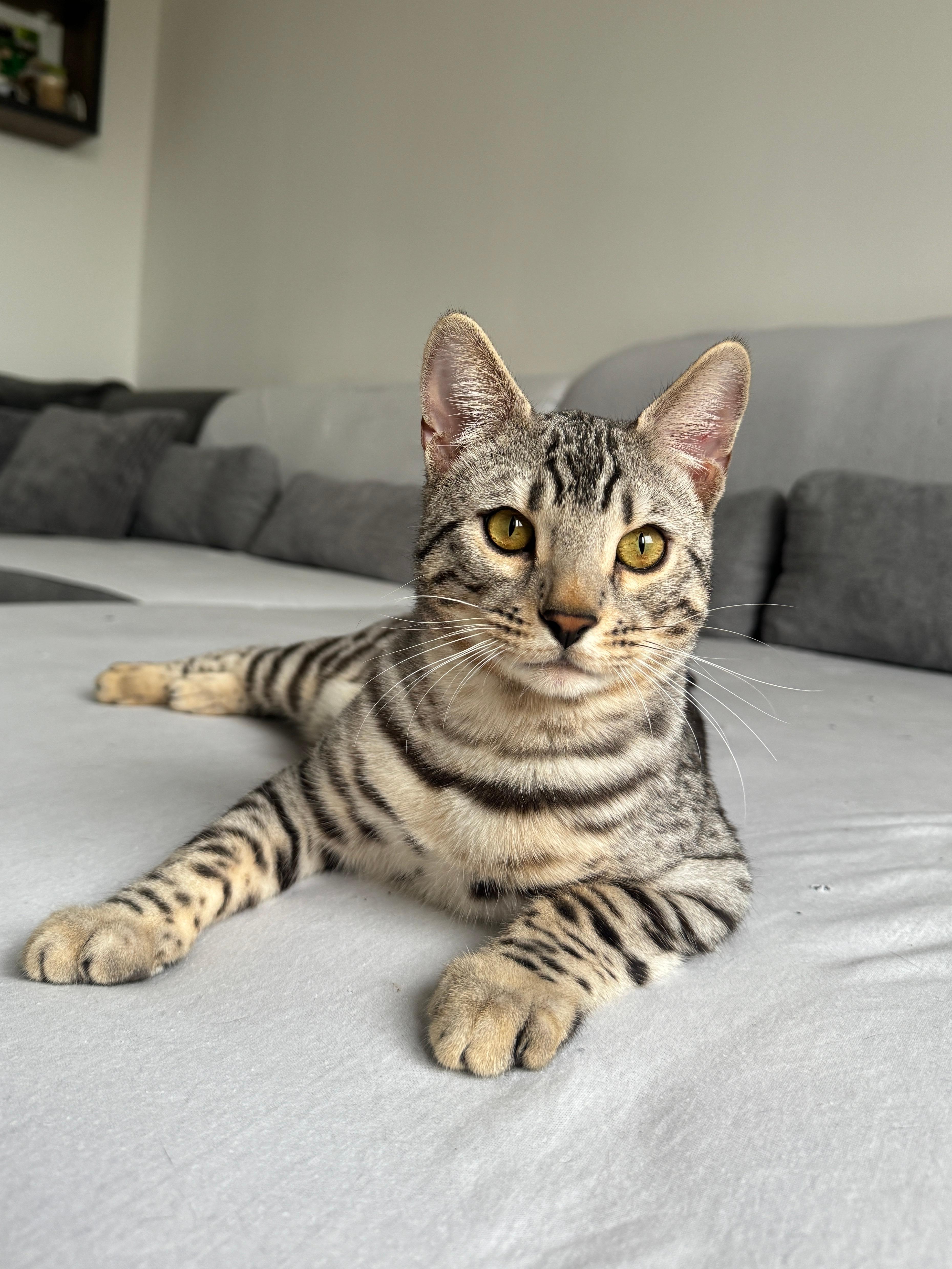 Poseidon, a Silver (Black) Spotted Tabby Bengal male cat from Diamond Extasy cattery. Currently active in breeding program. Health tested: HCM N/N, PRA-b N/N, PK-def N/N. - Photo 2