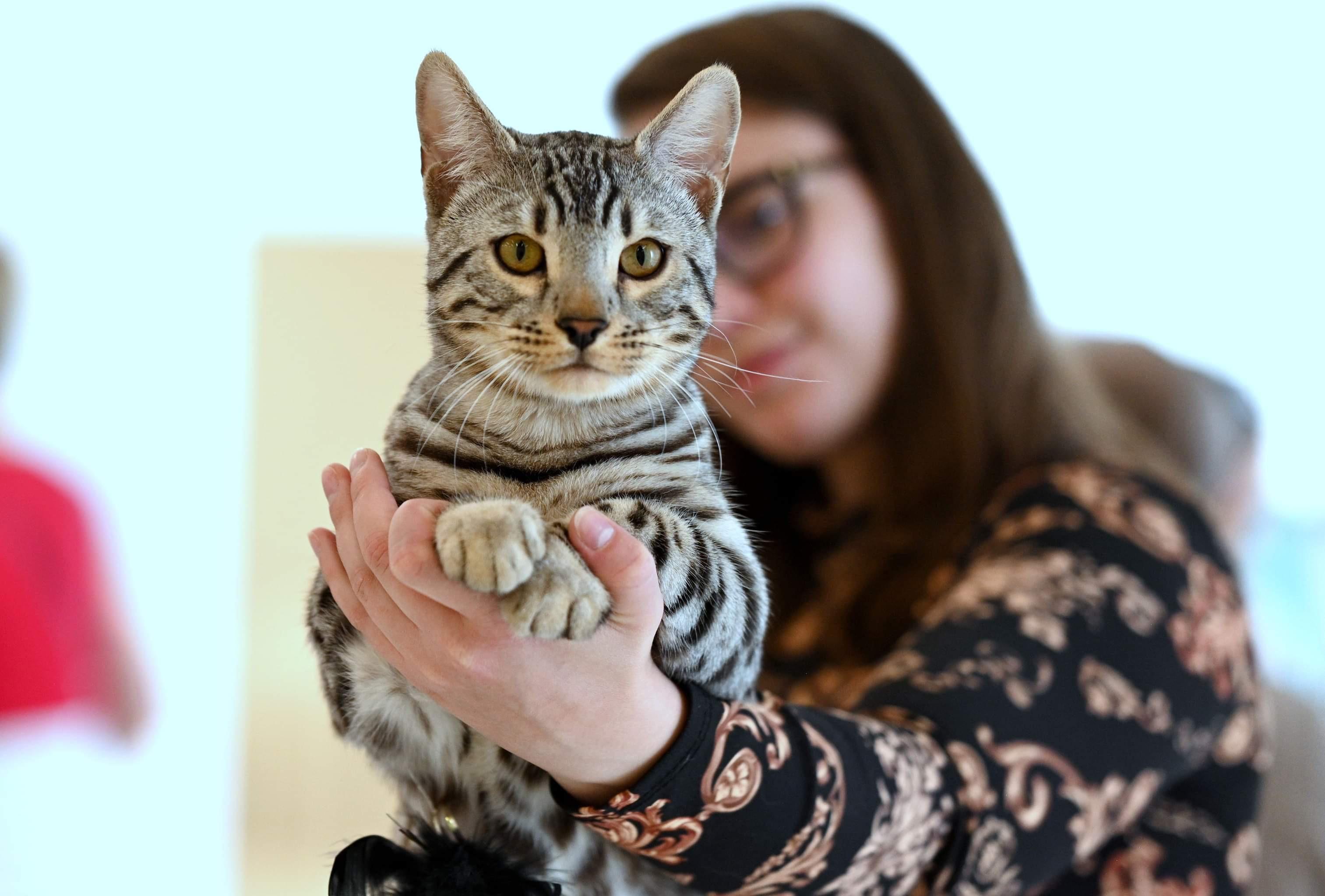 Poseidon, a Silver (Black) Spotted Tabby Bengal male cat from Diamond Extasy cattery. Currently active in breeding program. Health tested: HCM N/N, PRA-b N/N, PK-def N/N. - Photo 6