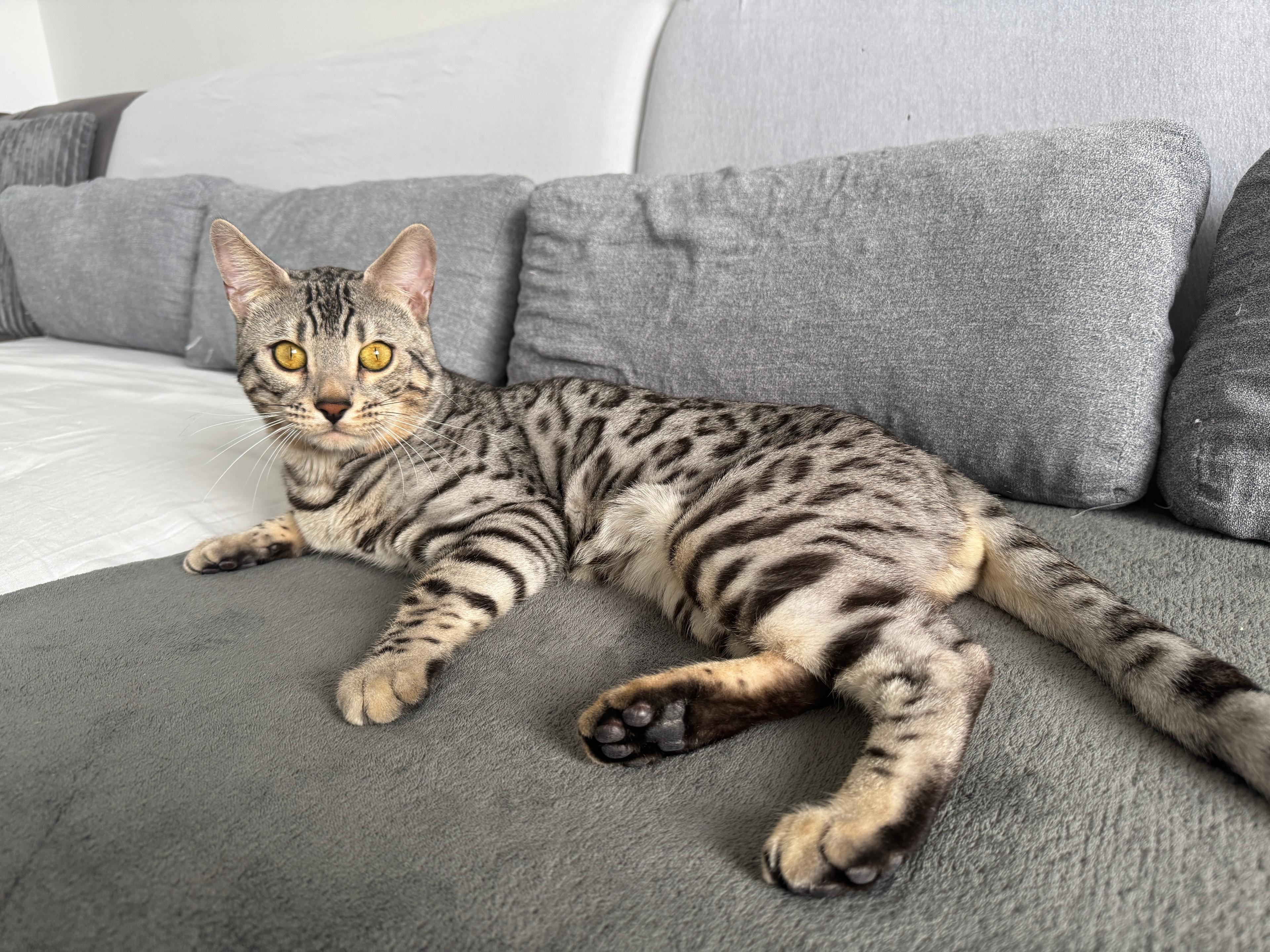 Poseidon, a Silver (Black) Spotted Tabby Bengal male cat from Diamond Extasy cattery. Currently active in breeding program. Health tested: HCM N/N, PRA-b N/N, PK-def N/N. - Photo 9